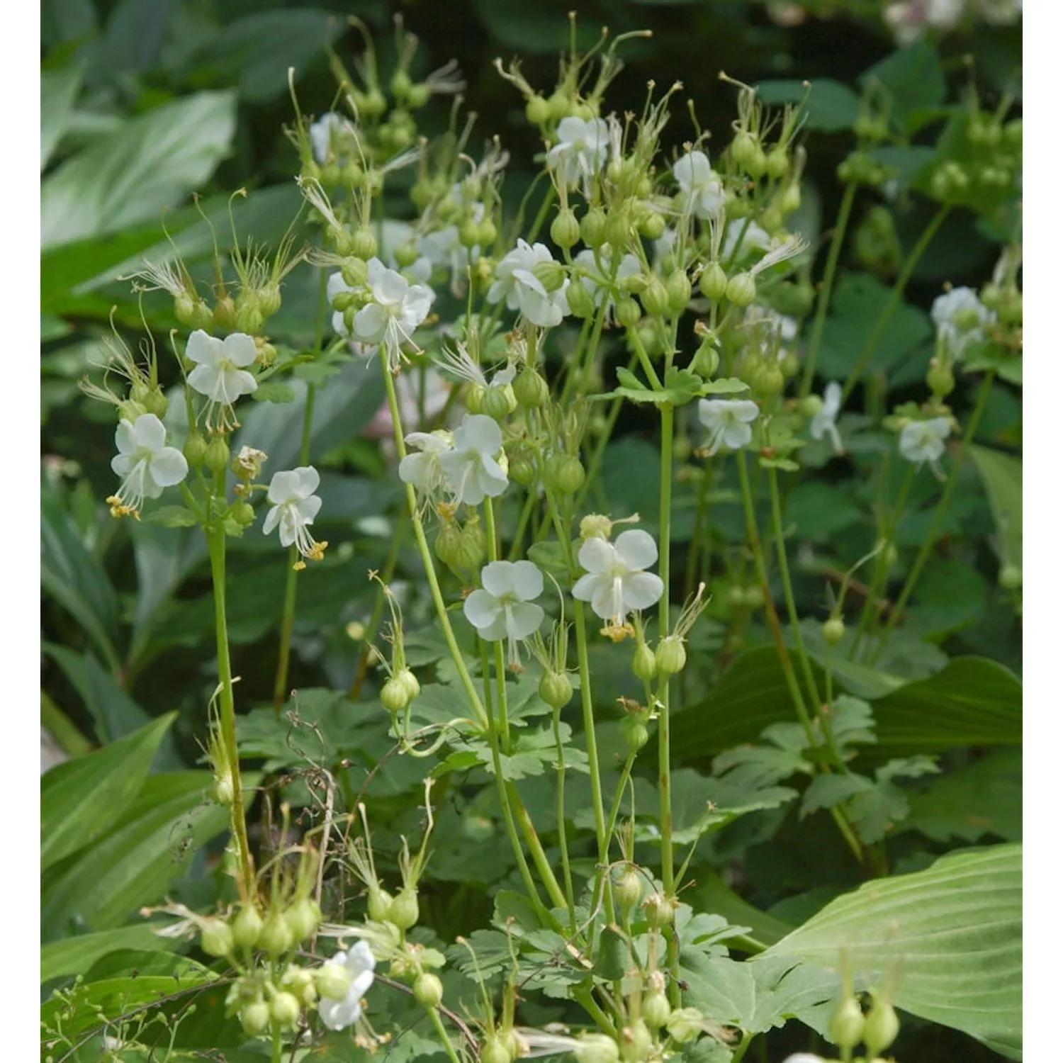 Balkanstorchschnabel White-Ness - Geranium macrorrhizum günstig online kaufen