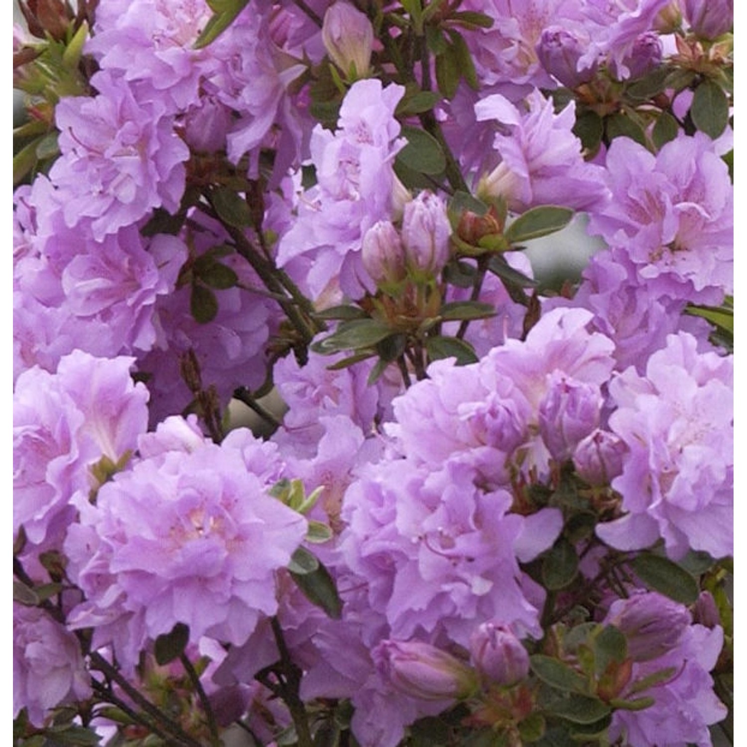 Hochstamm Japanische Azalee Elsie Lee 80-100cm - Rhododendron obtusum  - Zw günstig online kaufen