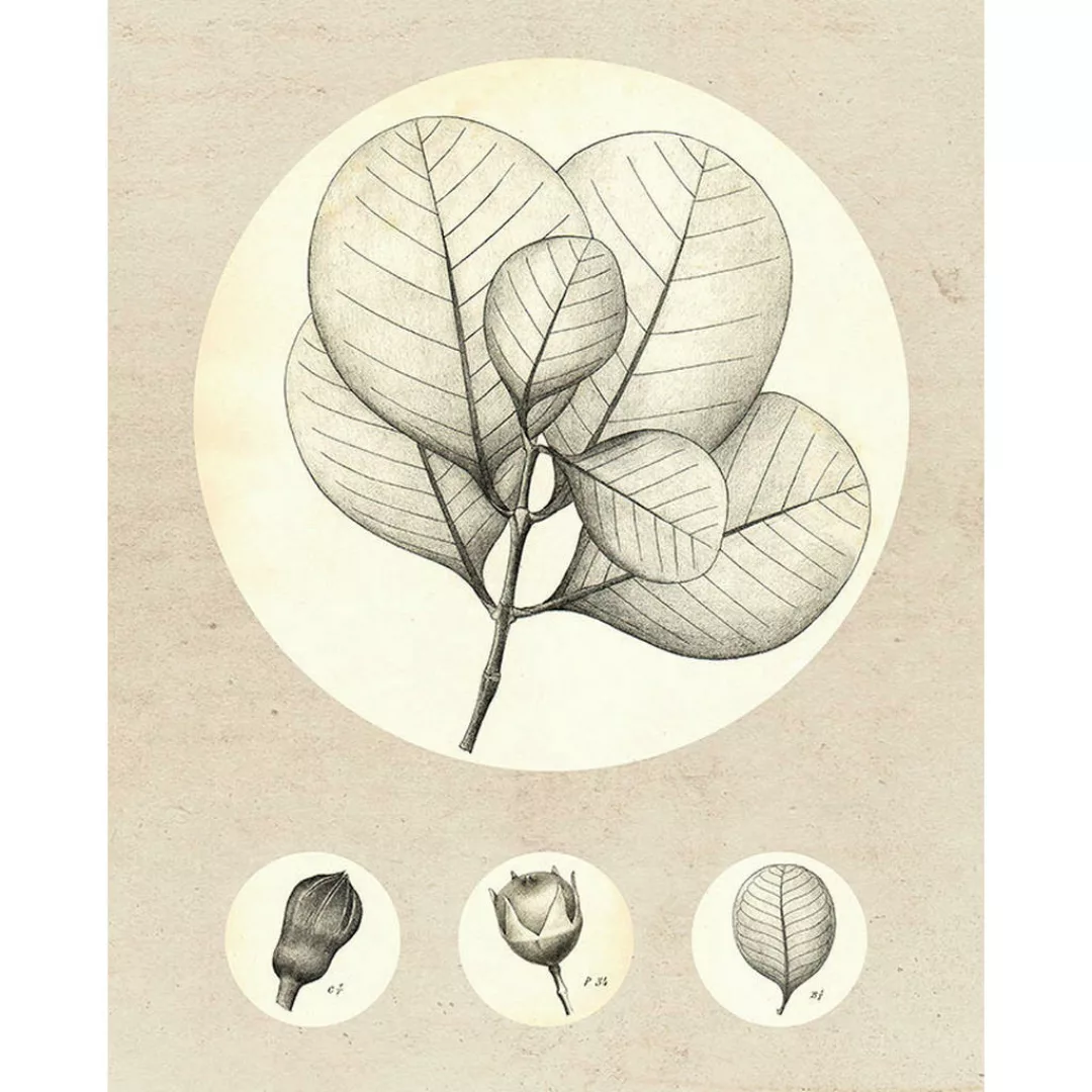 Komar Poster Transparent Leaf Pflanzen B/L: ca. 40x50 cm günstig online kaufen