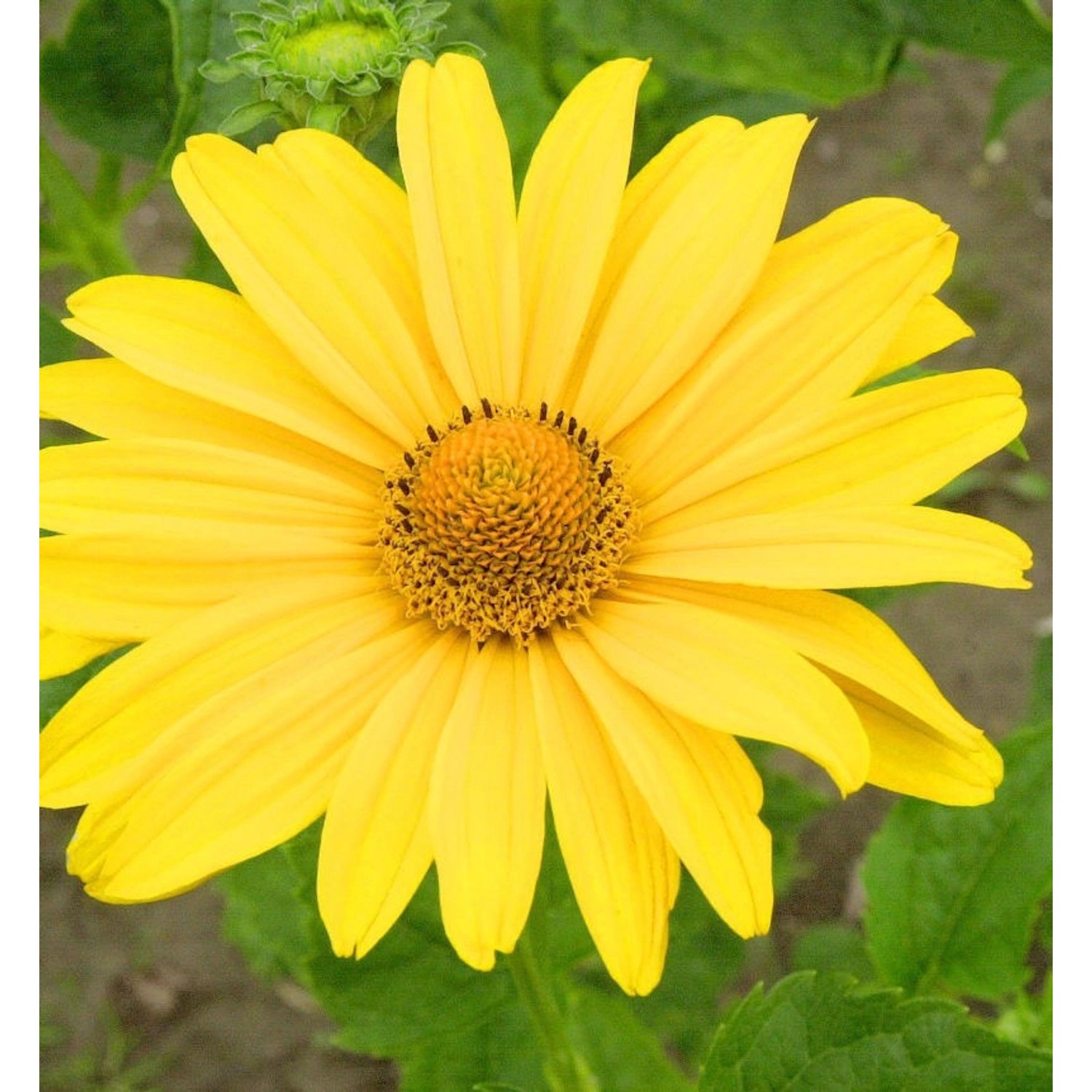 Sonnenauge Karat - Heliopsis scabra günstig online kaufen