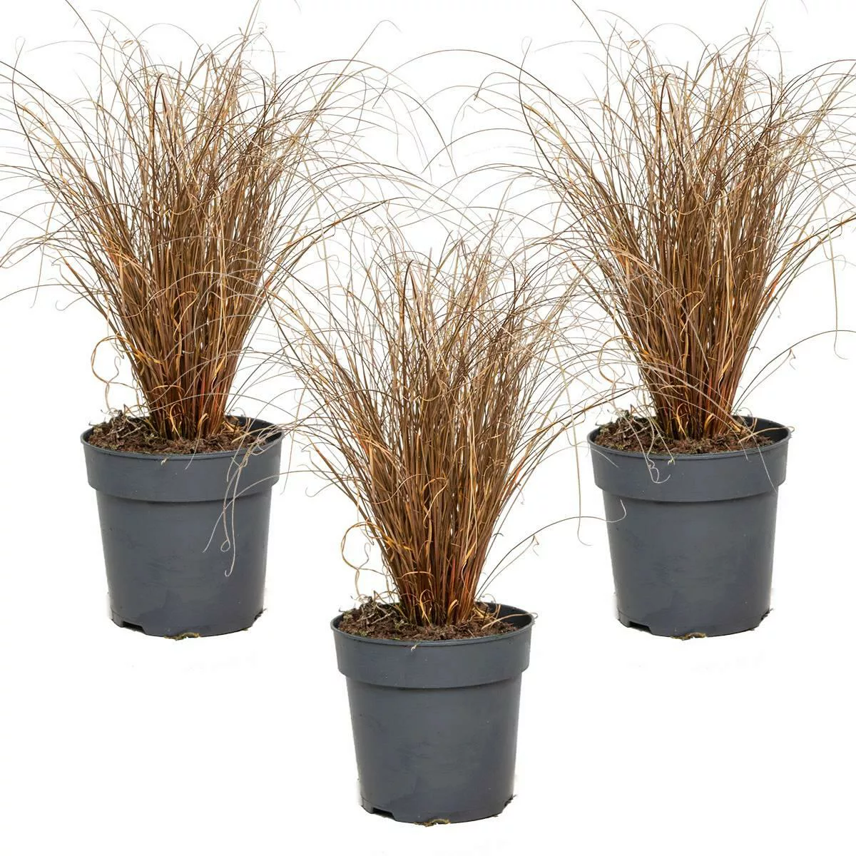 Casa Caron | 3er Set Sedge Carex Bronco günstig online kaufen