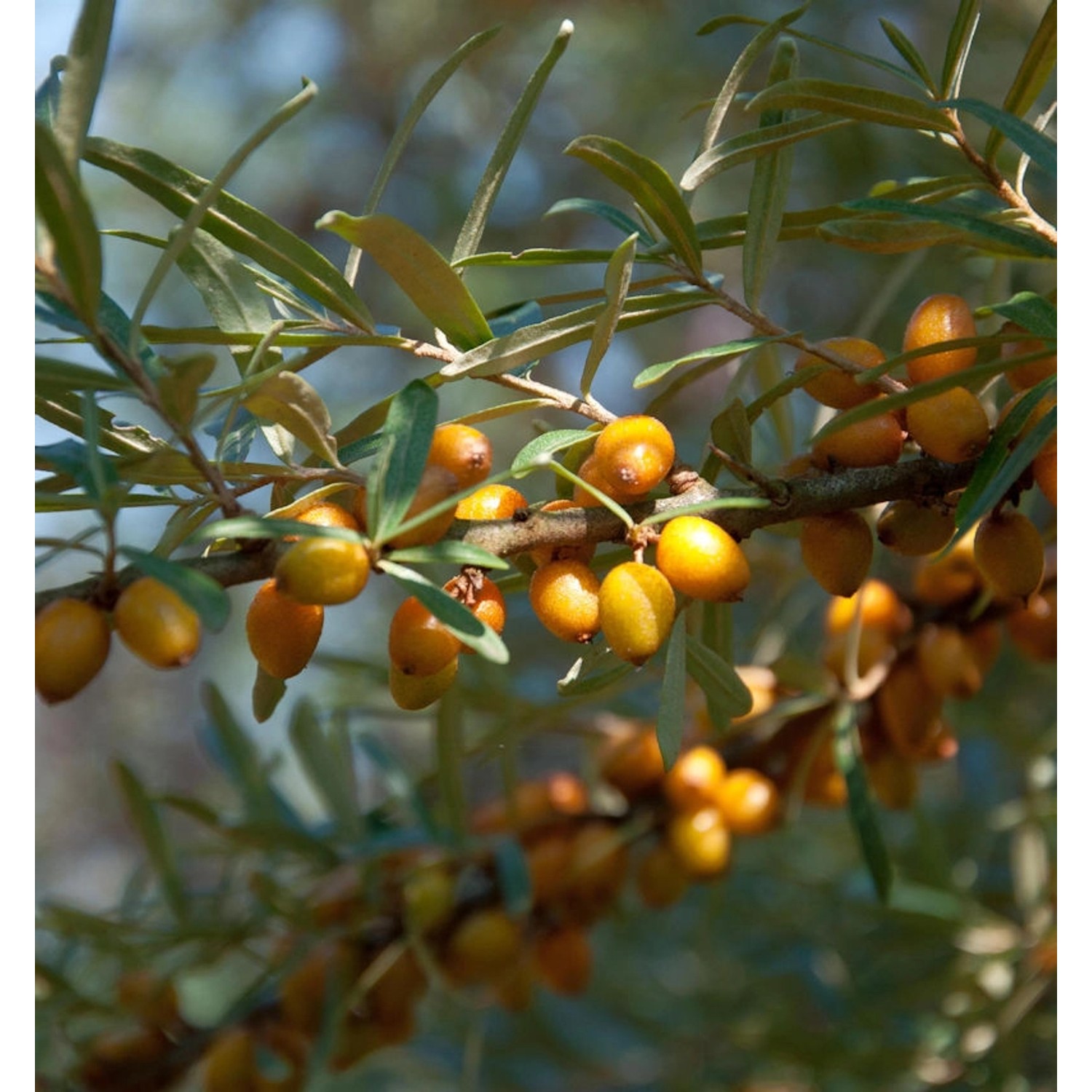 Sanddorn männlich 100-125cm - Hippophae rhamnoides günstig online kaufen