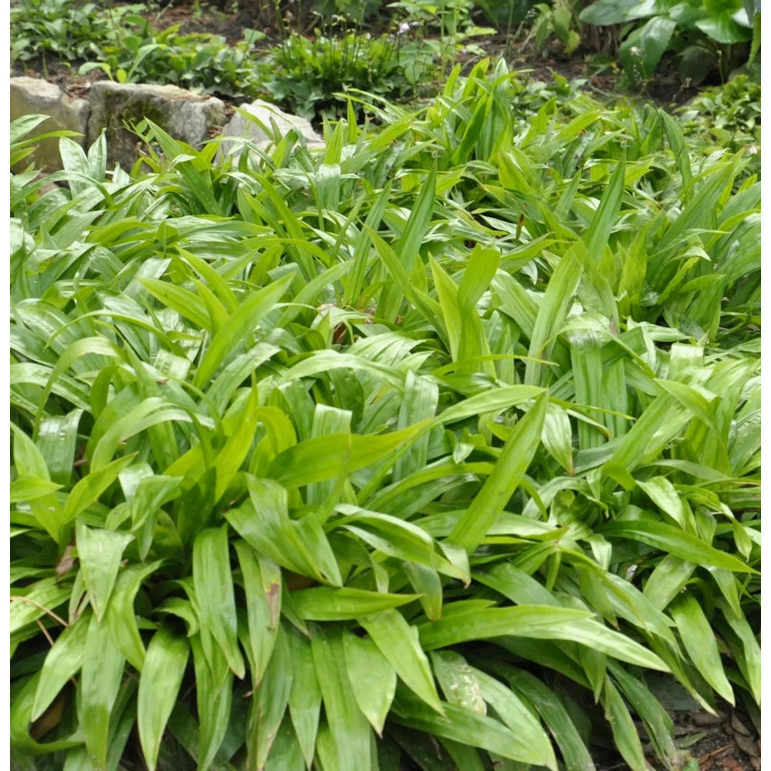 Breitblattsegge - Carex plantaginea günstig online kaufen