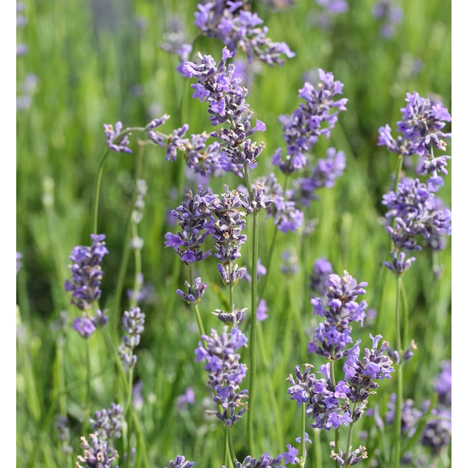 Echter Lavendel Munstead - großer Topf - Lavandula angustifolia günstig online kaufen