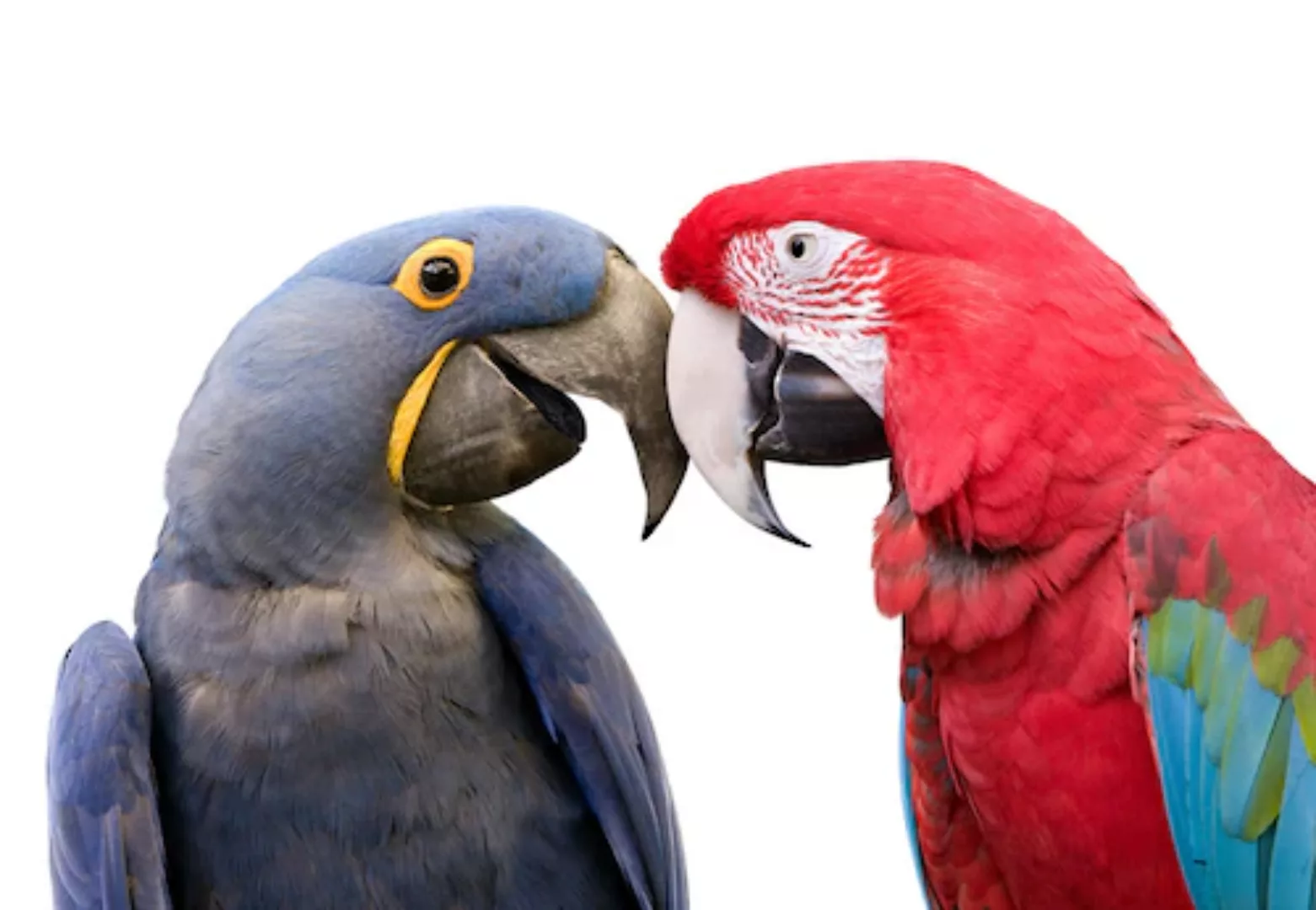 Papermoon Fototapete »Liebesvögel« günstig online kaufen