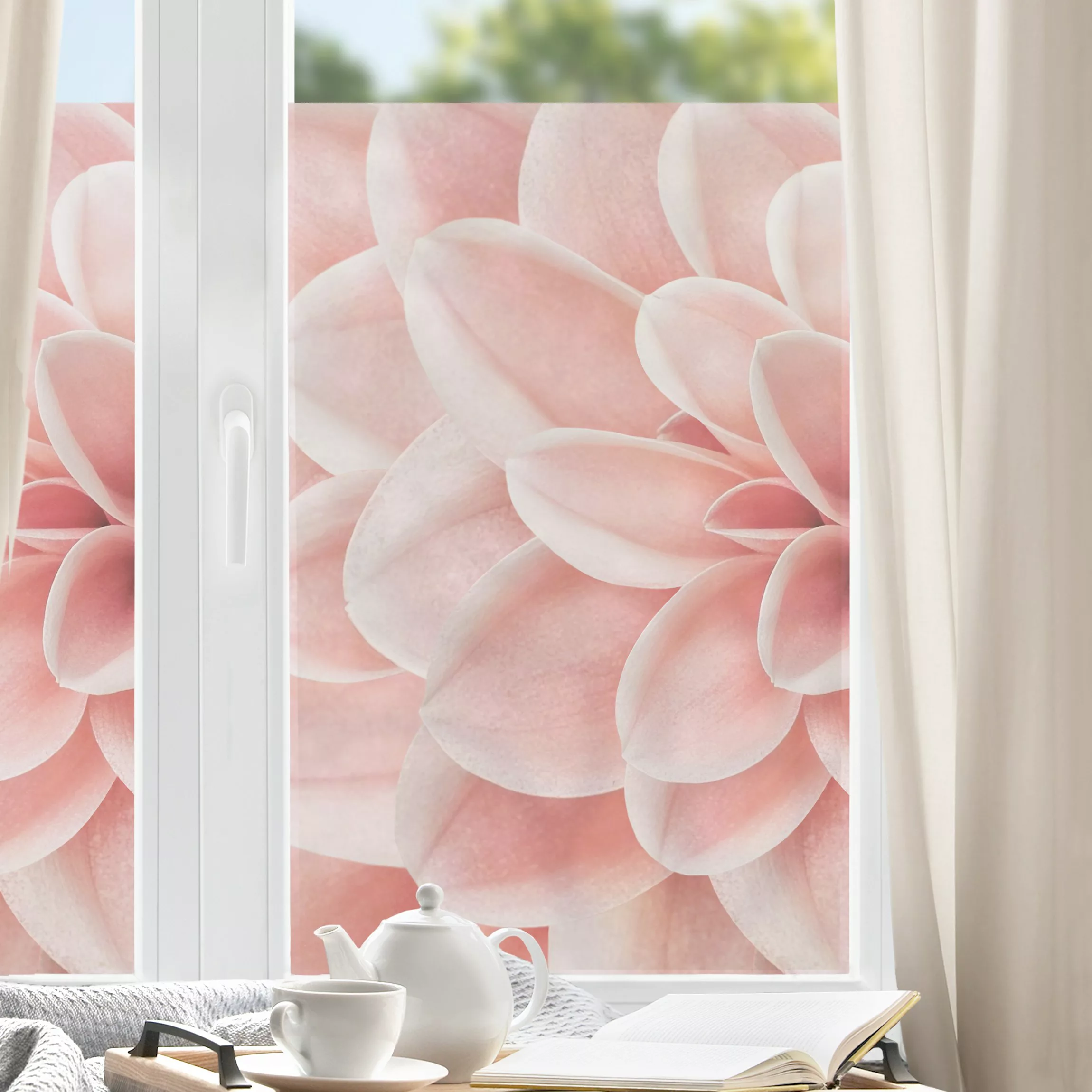 Fensterfolie Dahlie Rosa Blütenblätter Detail günstig online kaufen