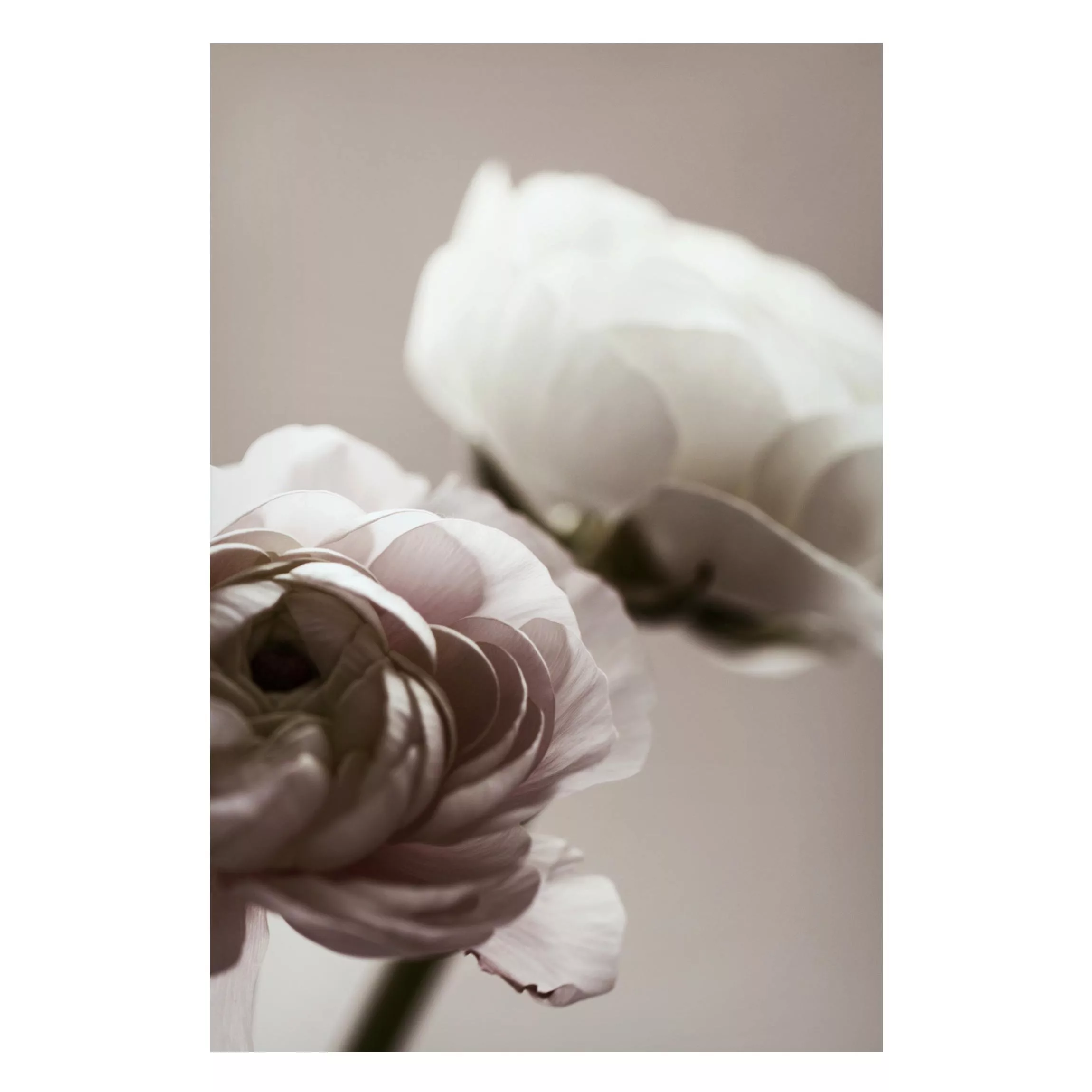Magnettafel Dunkle Blüte im Fokus günstig online kaufen