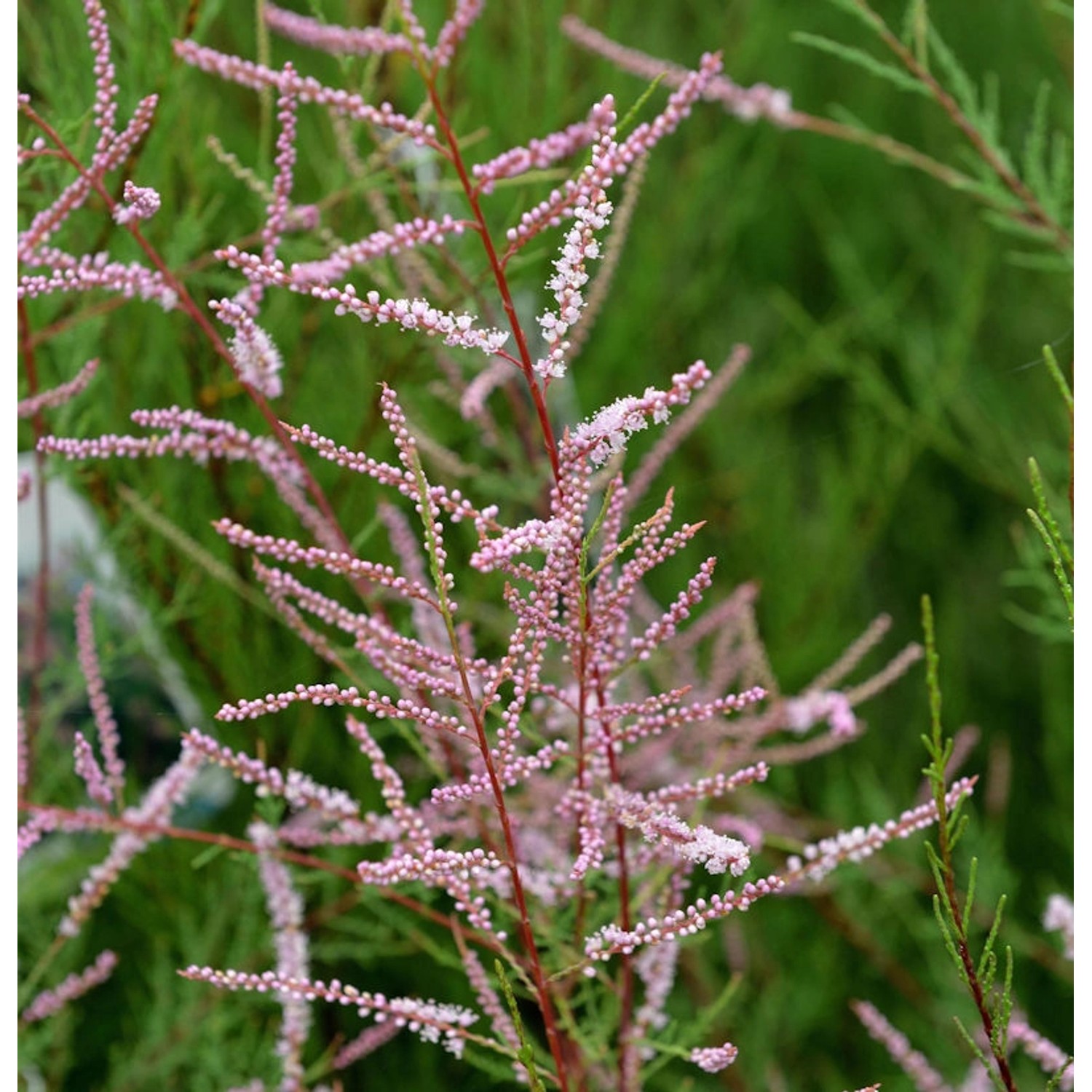 Sommertamariske Rubra 60-80cm - Tamarix ramosissima günstig online kaufen