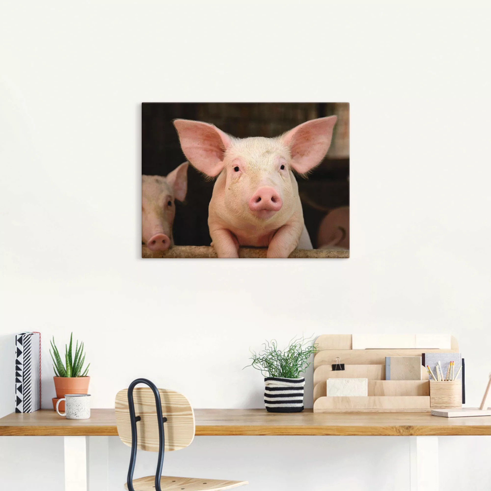 Artland Wandbild »Vorwitziges Schwein«, Haustiere, (1 St.) günstig online kaufen