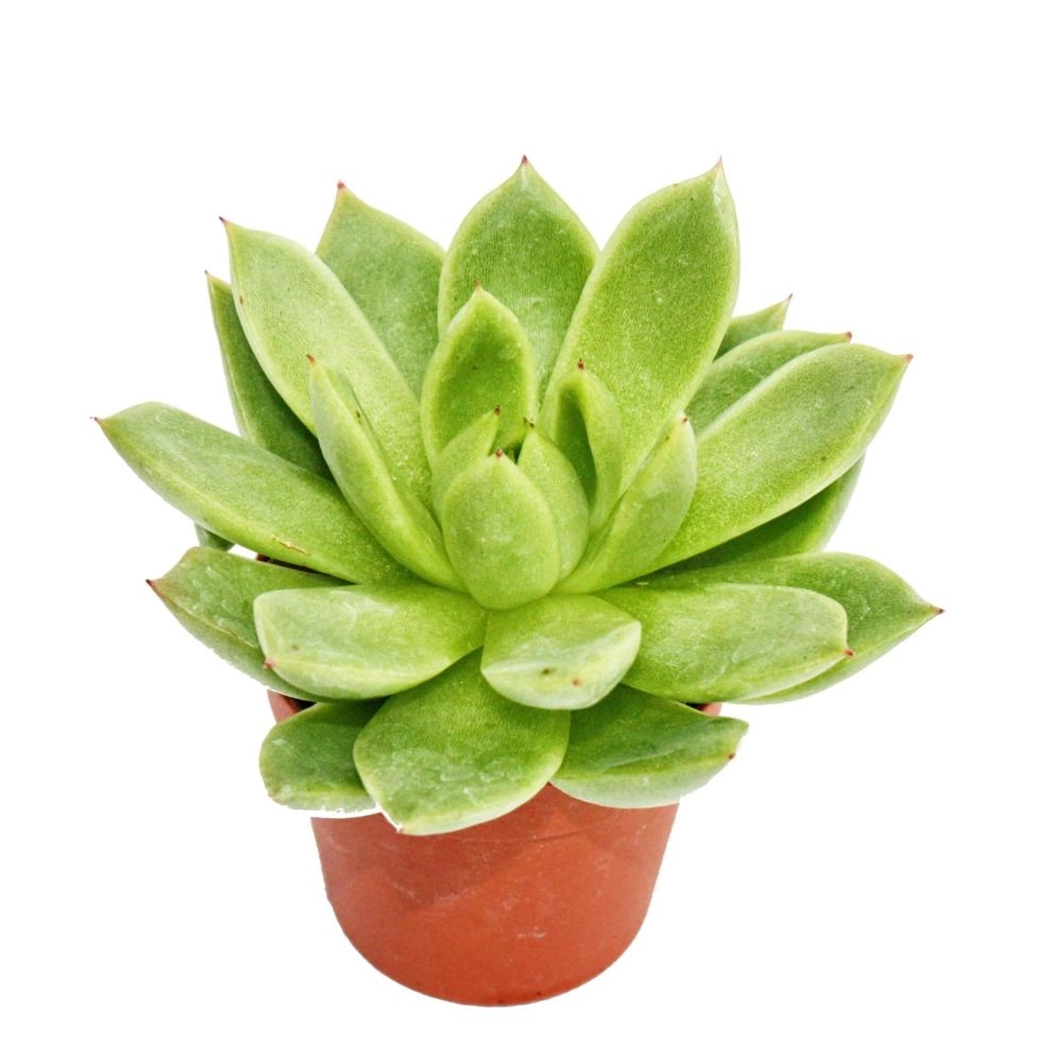 Exotenherz Echeveria Agavoides Mittelgrosse Pflanze im 8,5cm Topf günstig online kaufen