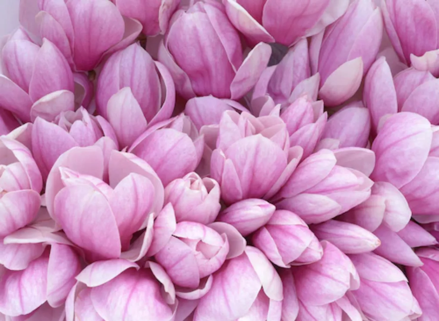 Papermoon Fototapete »Pink Magnolia« günstig online kaufen