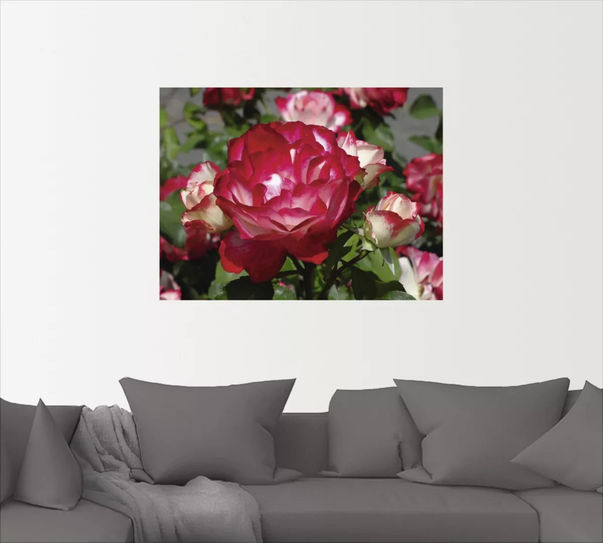 Artland Wandbild "Rot weiße Rosenblüte", Blumen, (1 St.), als Poster, Wanda günstig online kaufen