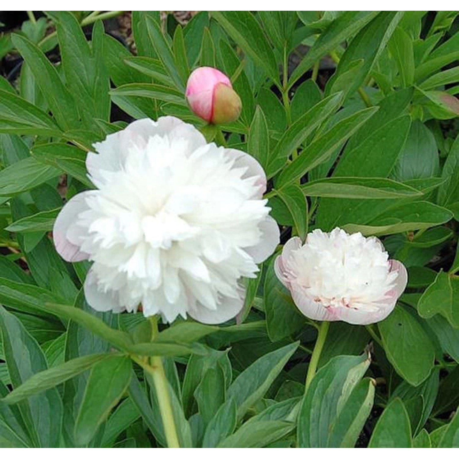 Pfingstrose Alba Plena - Paeonia officinalis günstig online kaufen