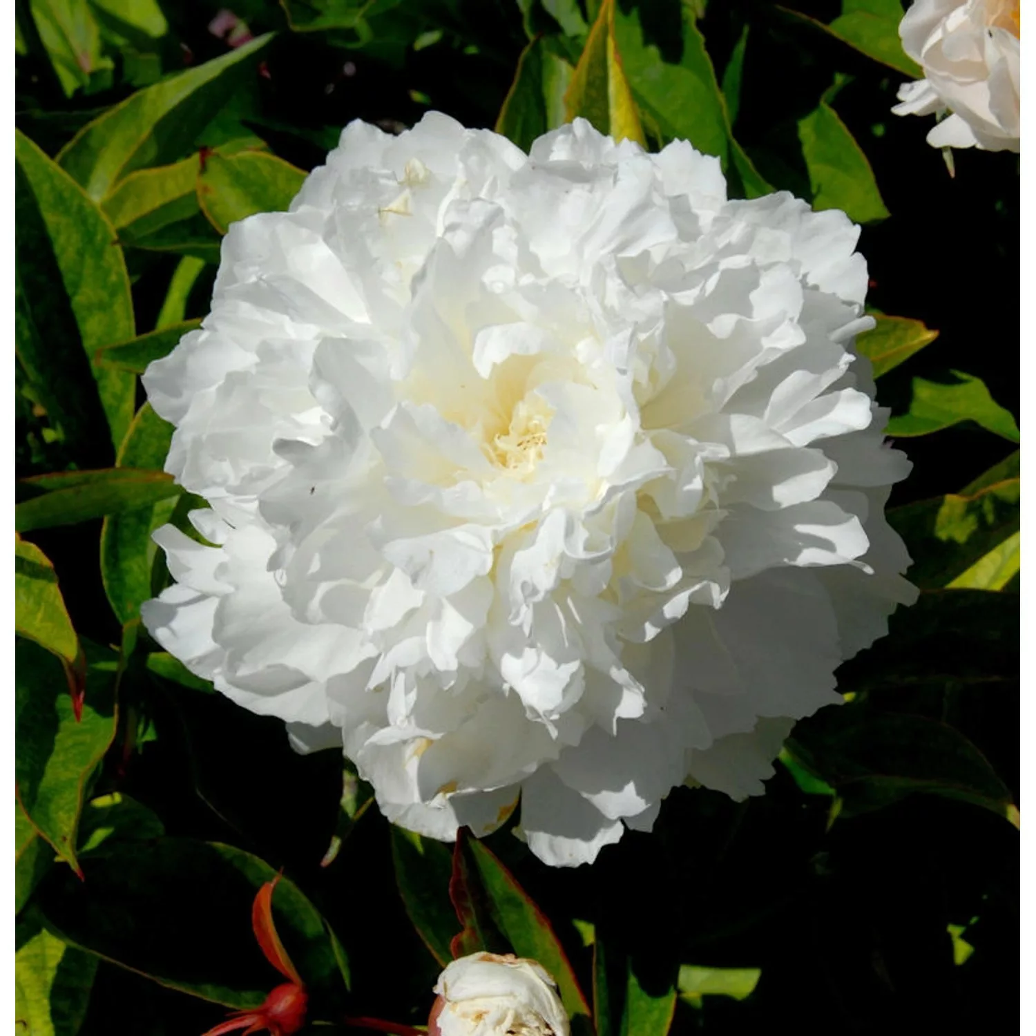 Edelpfingstrose Shirley Temple - Paeonia lactiflora günstig online kaufen