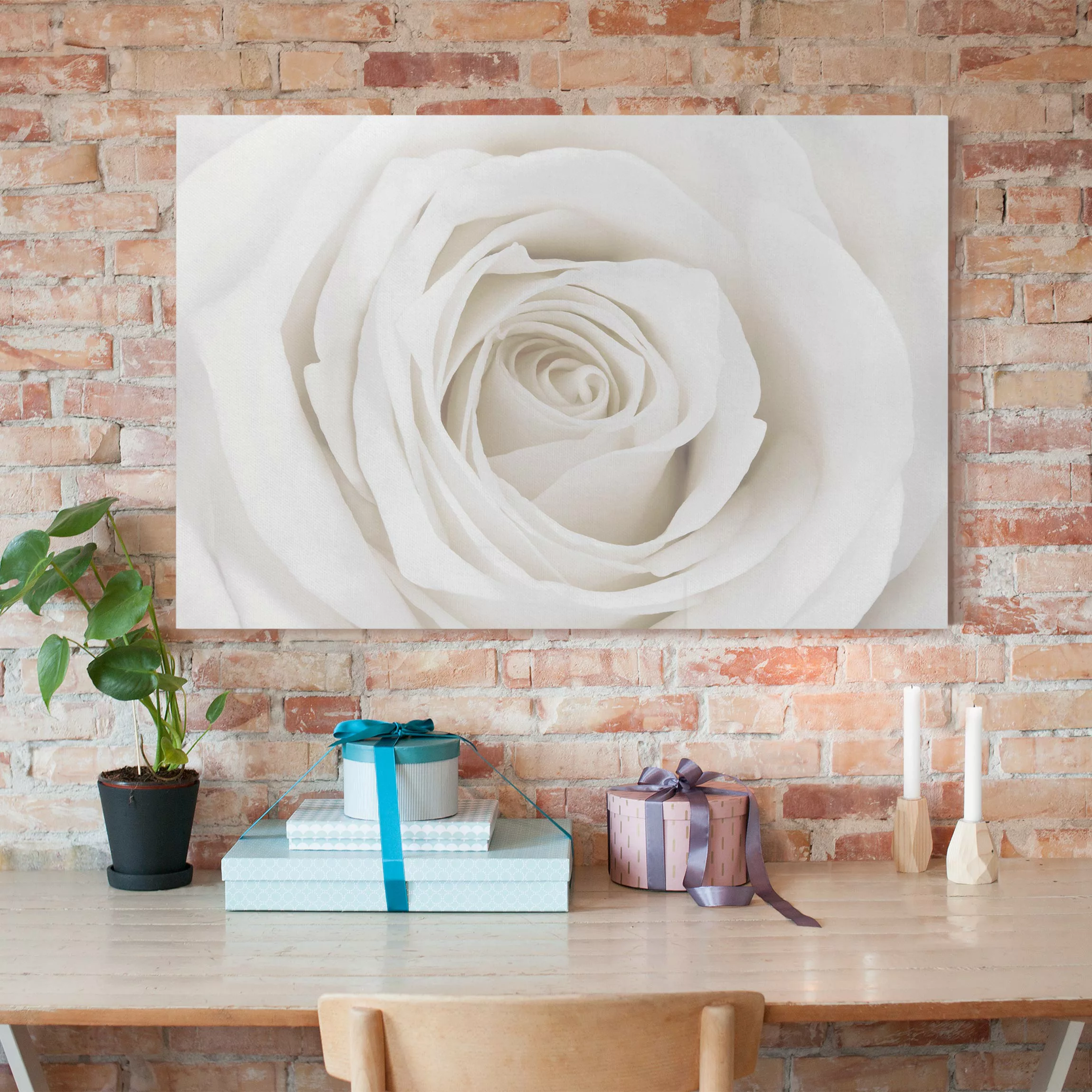 Leinwandbild Blumen - Querformat Pretty White Rose günstig online kaufen