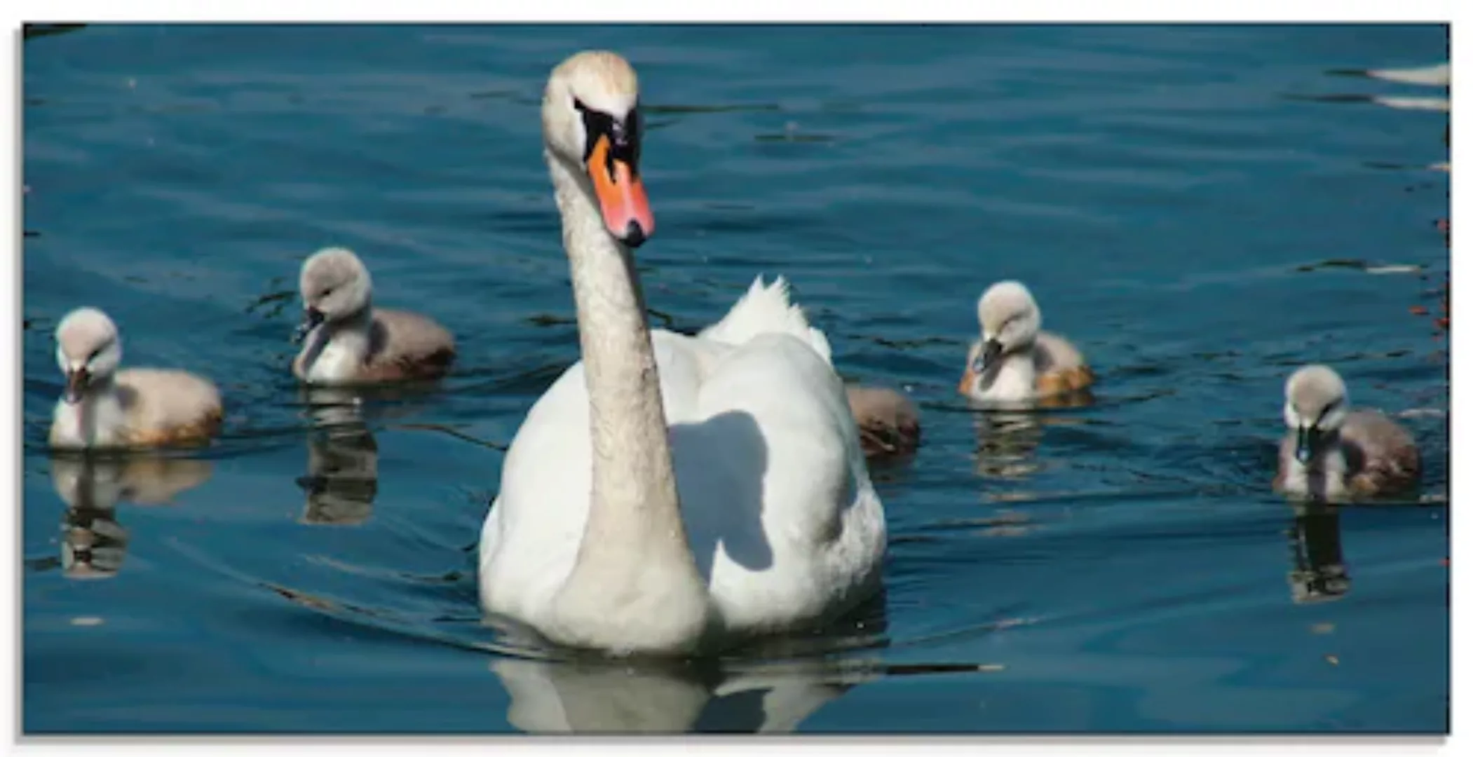 Artland Glasbild "Höckerschwan Familie", Vögel, (1 St.), in verschiedenen G günstig online kaufen