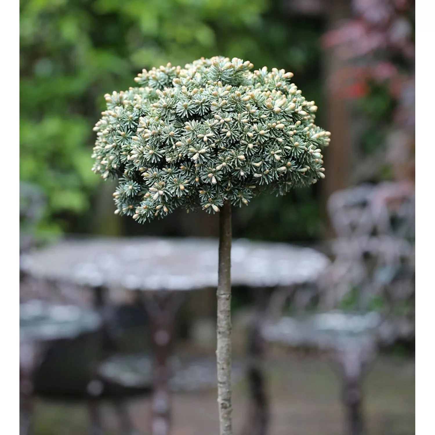 Hochstamm Koreatanne Blauer Eskimo 40-60cm - Abies koreana günstig online kaufen