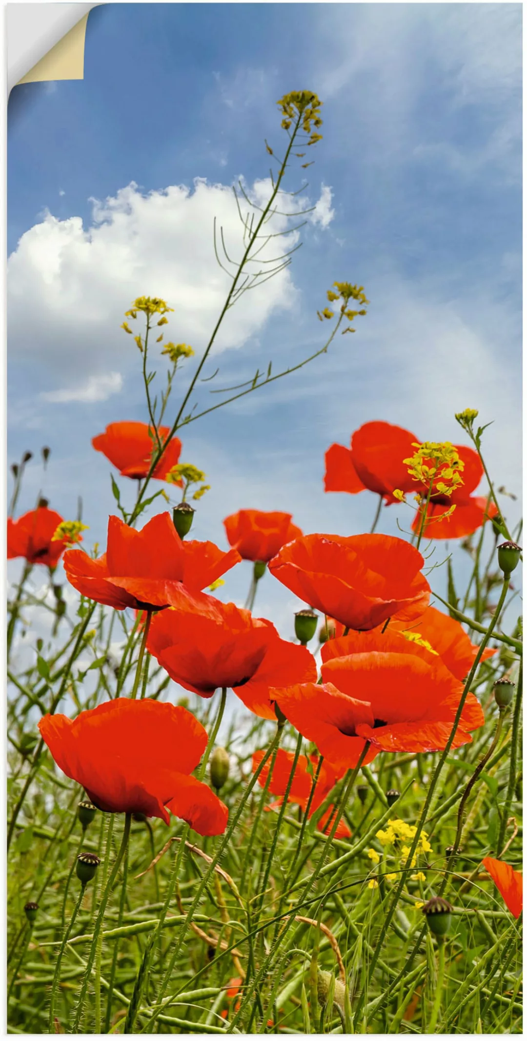 Artland Wandbild "Mohnblumen im Panorama", Blumenbilder, (1 St.), als Alubi günstig online kaufen