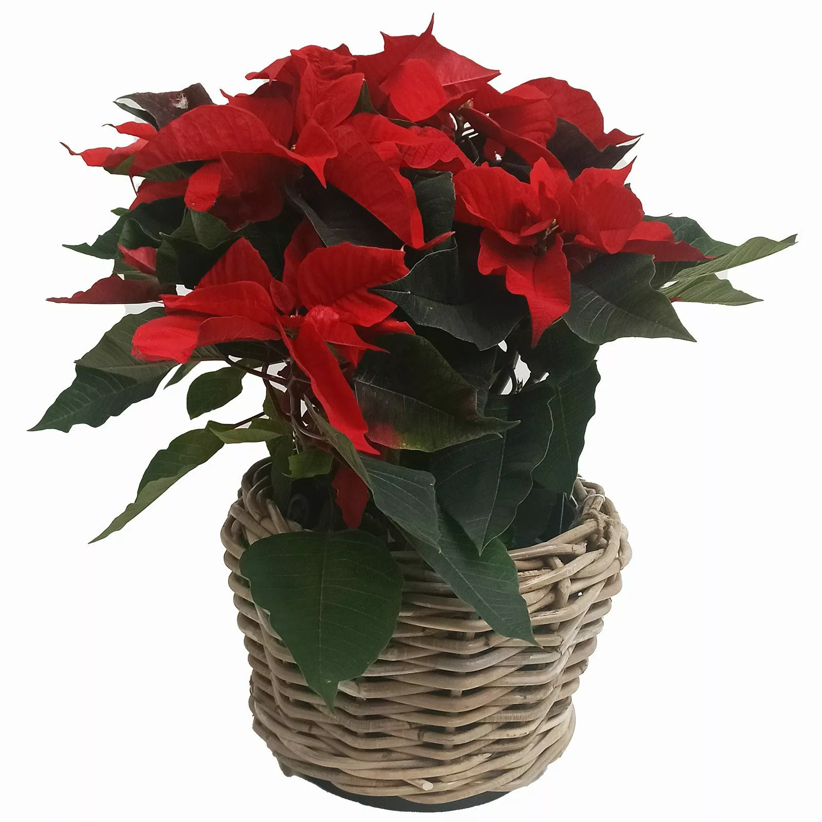 Van der Leeden Blumentopf Blumenkorb Pflanzkorb günstig online kaufen