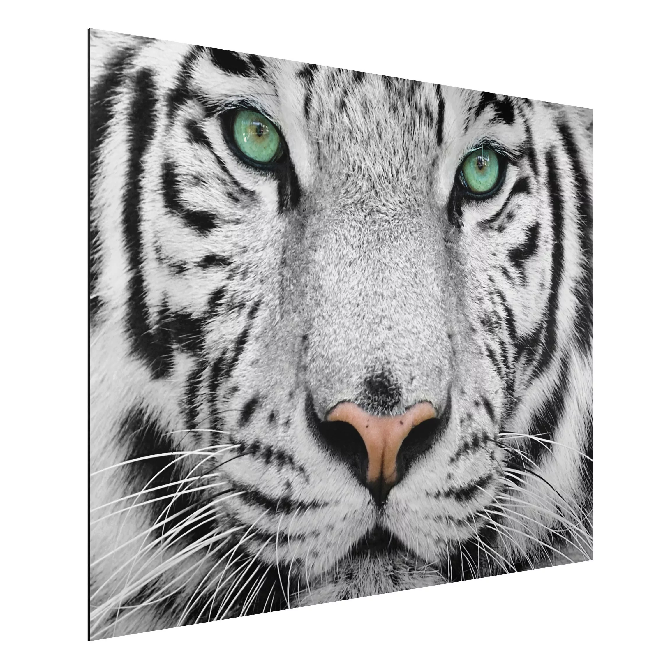 Alu-Dibond Bild Schwarz-Weiß - Querformat 4:3 Weißer Tiger günstig online kaufen