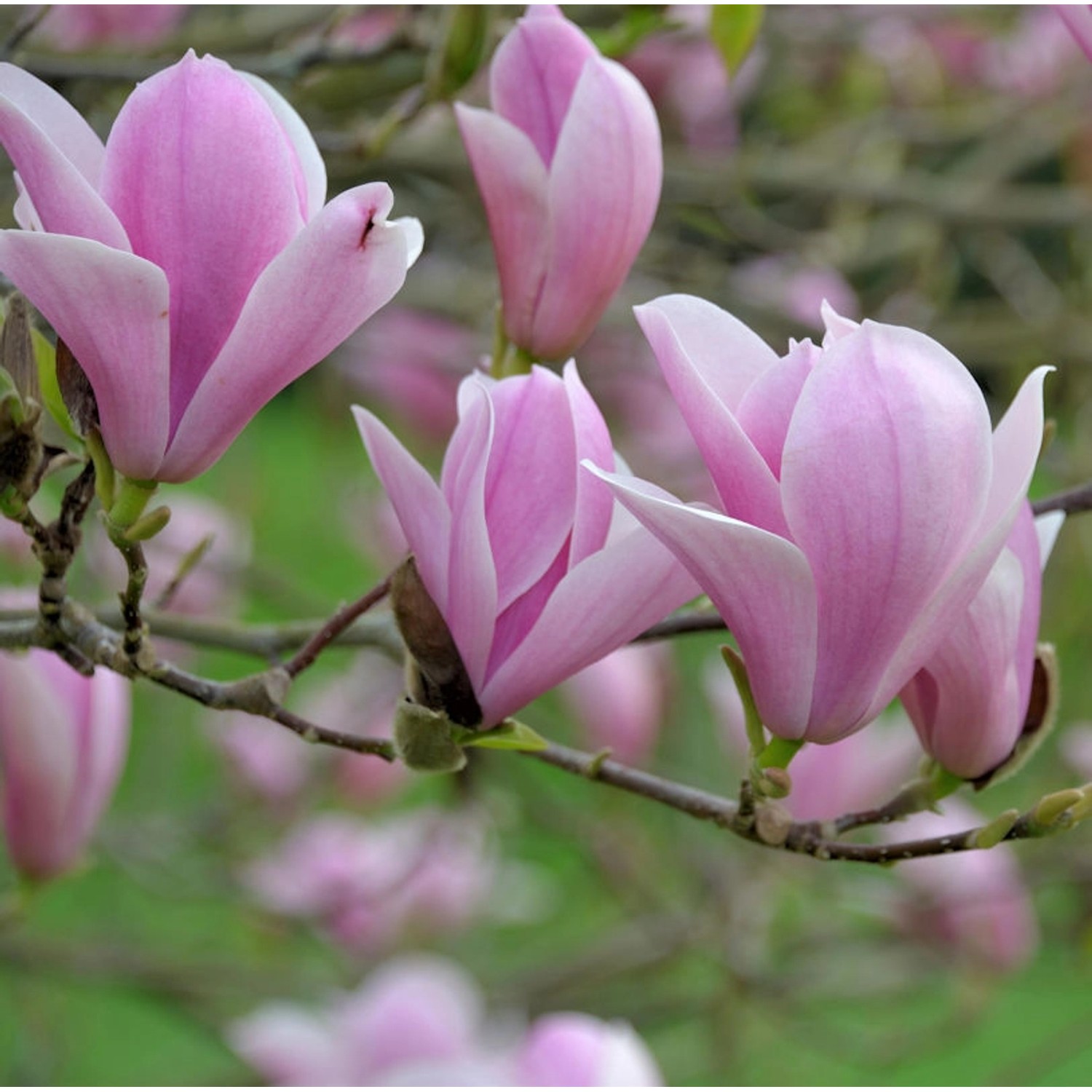 Tulpen Magnolie Heaven Scent 100-125cm - Magnolia soulangiana günstig online kaufen