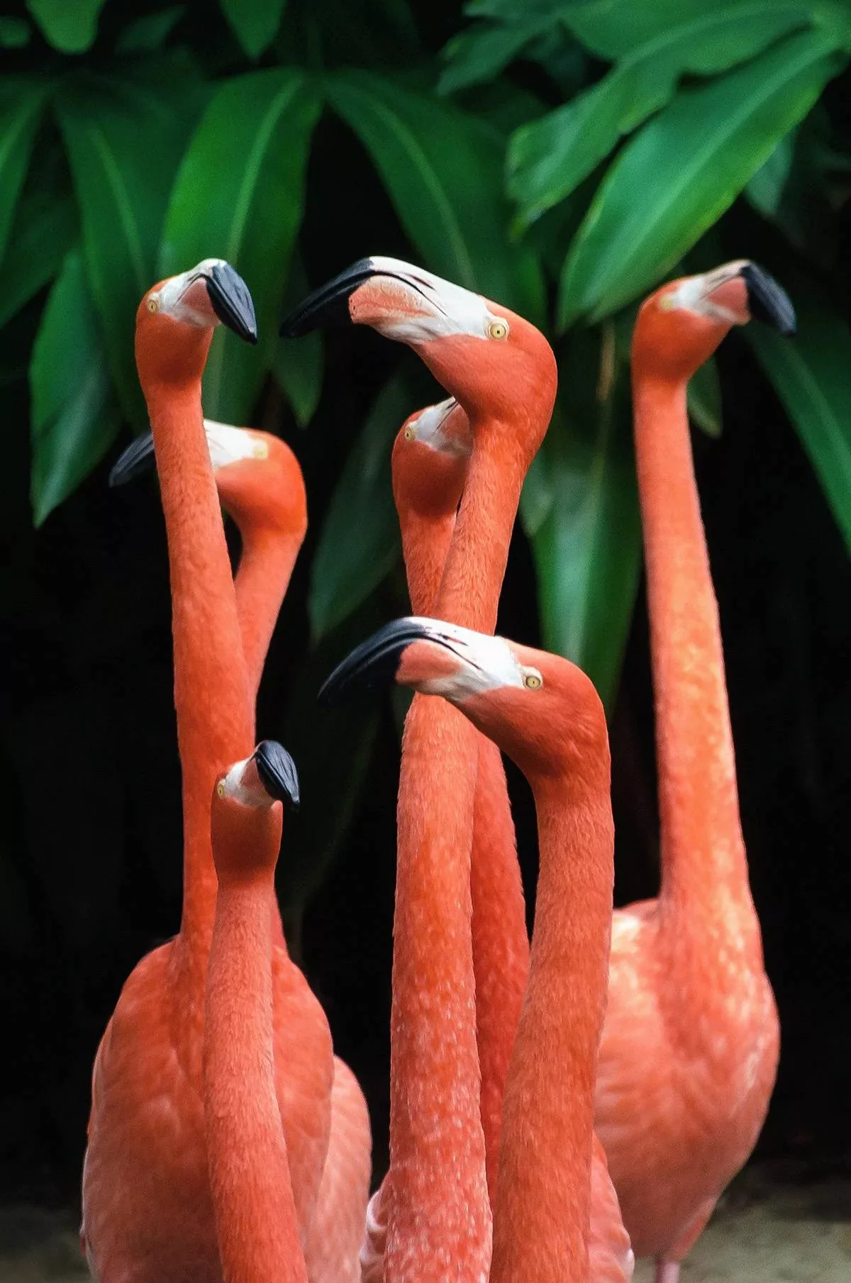 Wandkraft | Wanddekoration Bright Flamingo günstig online kaufen