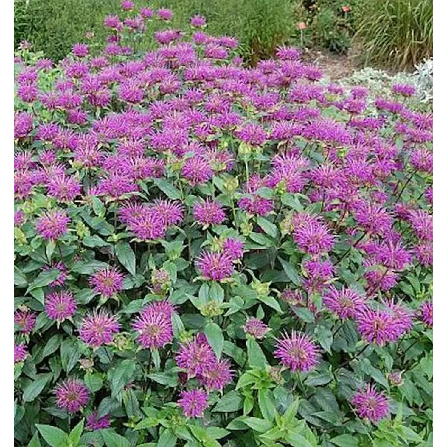 Indianernessel Blaustrumpf - Monarda fistulosa günstig online kaufen