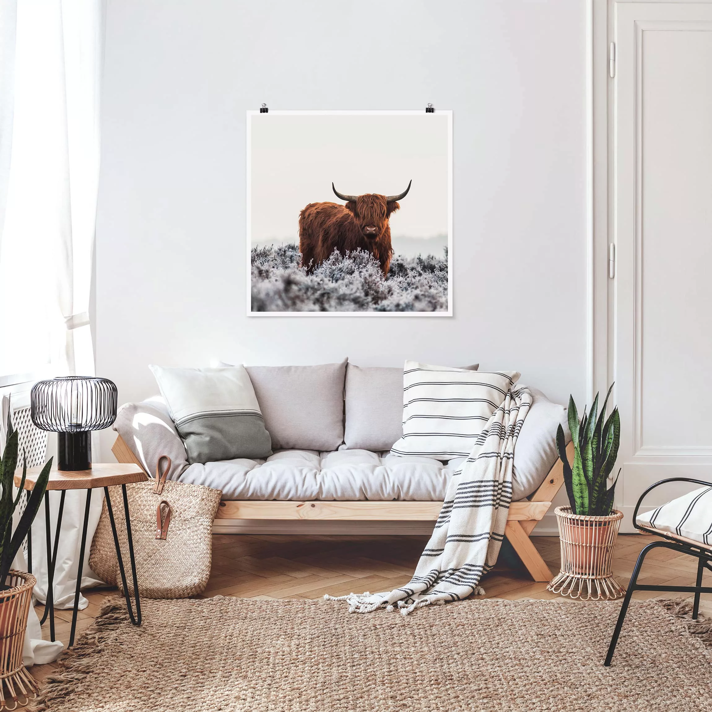 Poster Tiere - Quadrat Bison in den Highlands günstig online kaufen