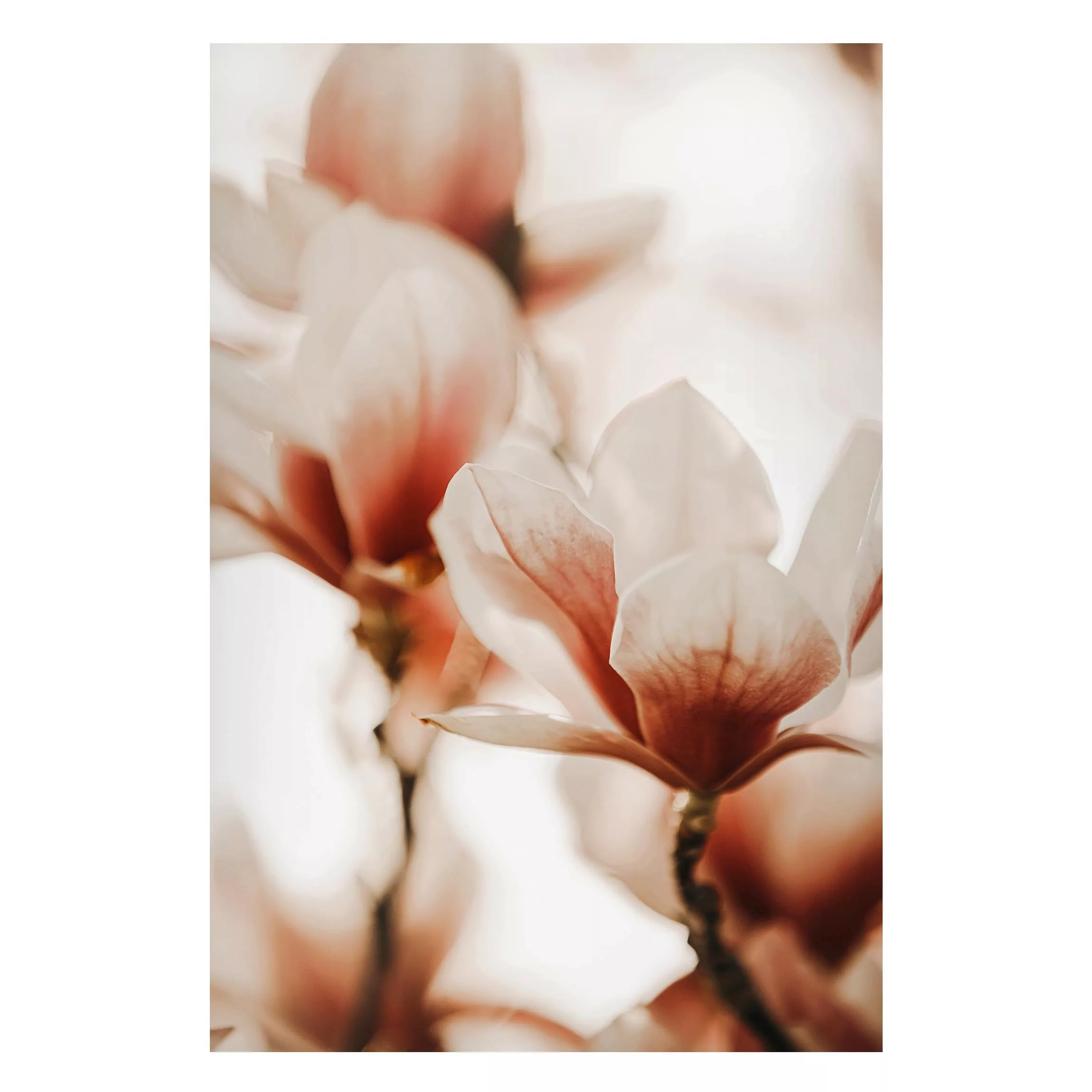 Magnettafel Zarte Magnolienblüten im Lichtspiel günstig online kaufen
