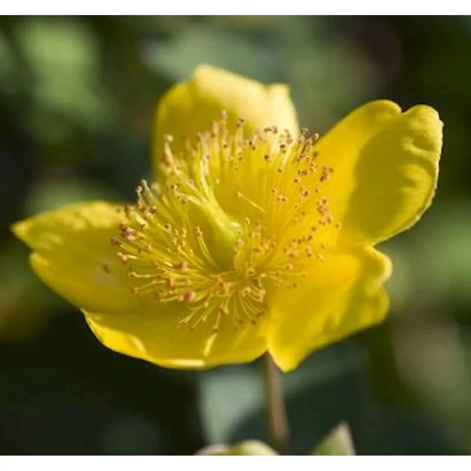 Kanadische Johanniskraut Gemo 40-50cm - Hypericum kalmianum günstig online kaufen