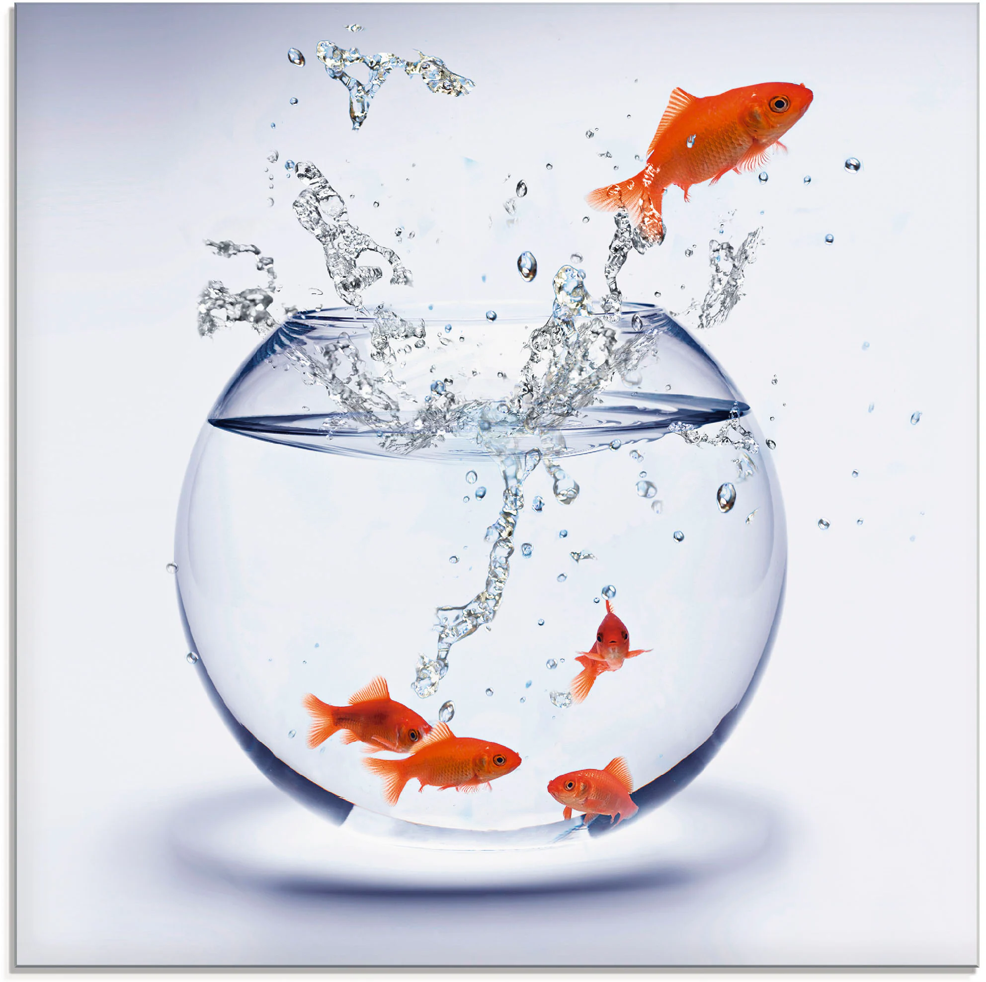 Artland Glasbild "Goldfischaquarium", Wassertiere, (1 St.), in verschiedene günstig online kaufen