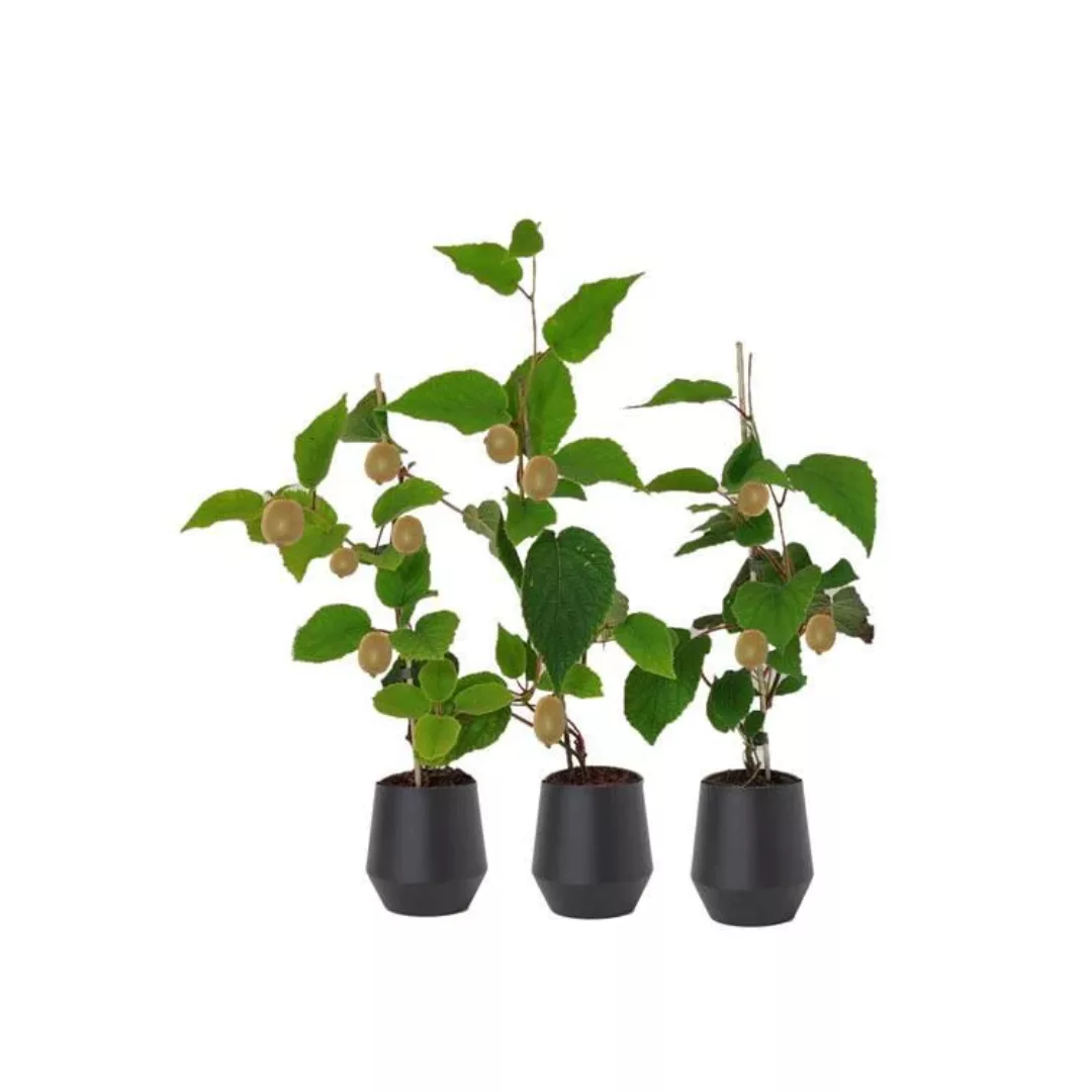 OH2 | Set mit 3 Kiwipflanzen Jenny günstig online kaufen