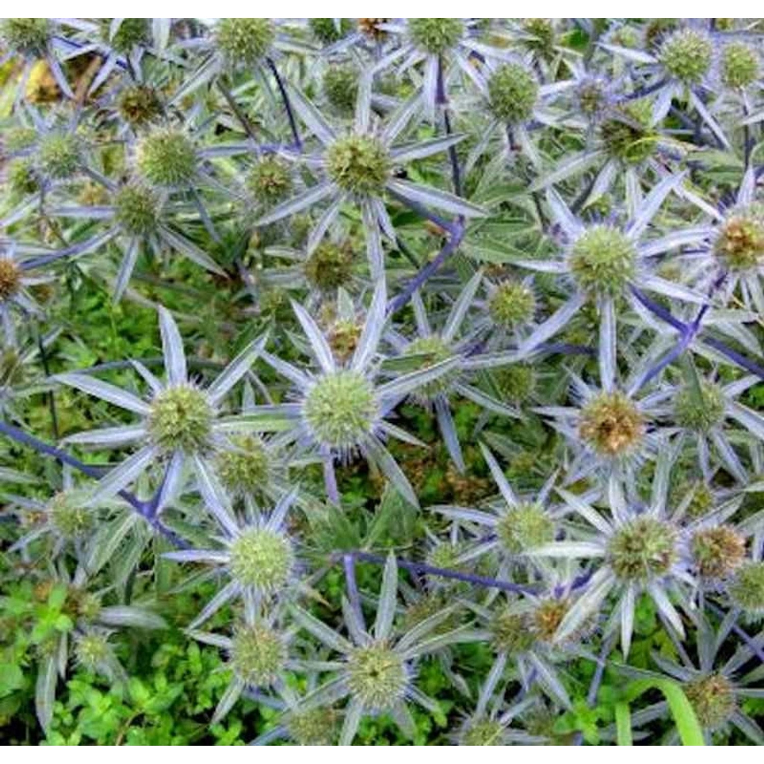 Blaue Edeldistel Blauer Zwerg - Eryngium planum günstig online kaufen