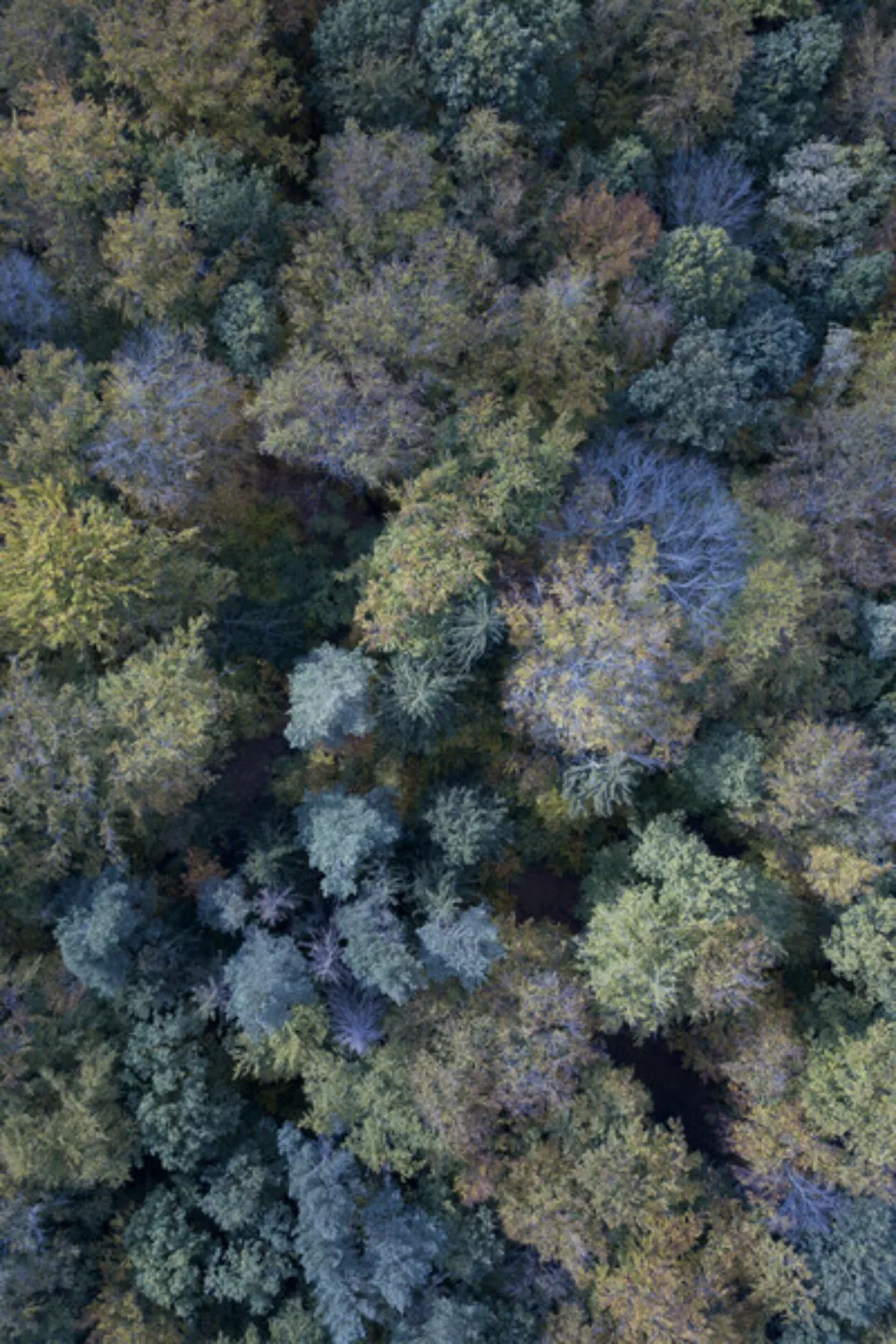 Poster / Leinwandbild - Autumn Forest From Above günstig online kaufen