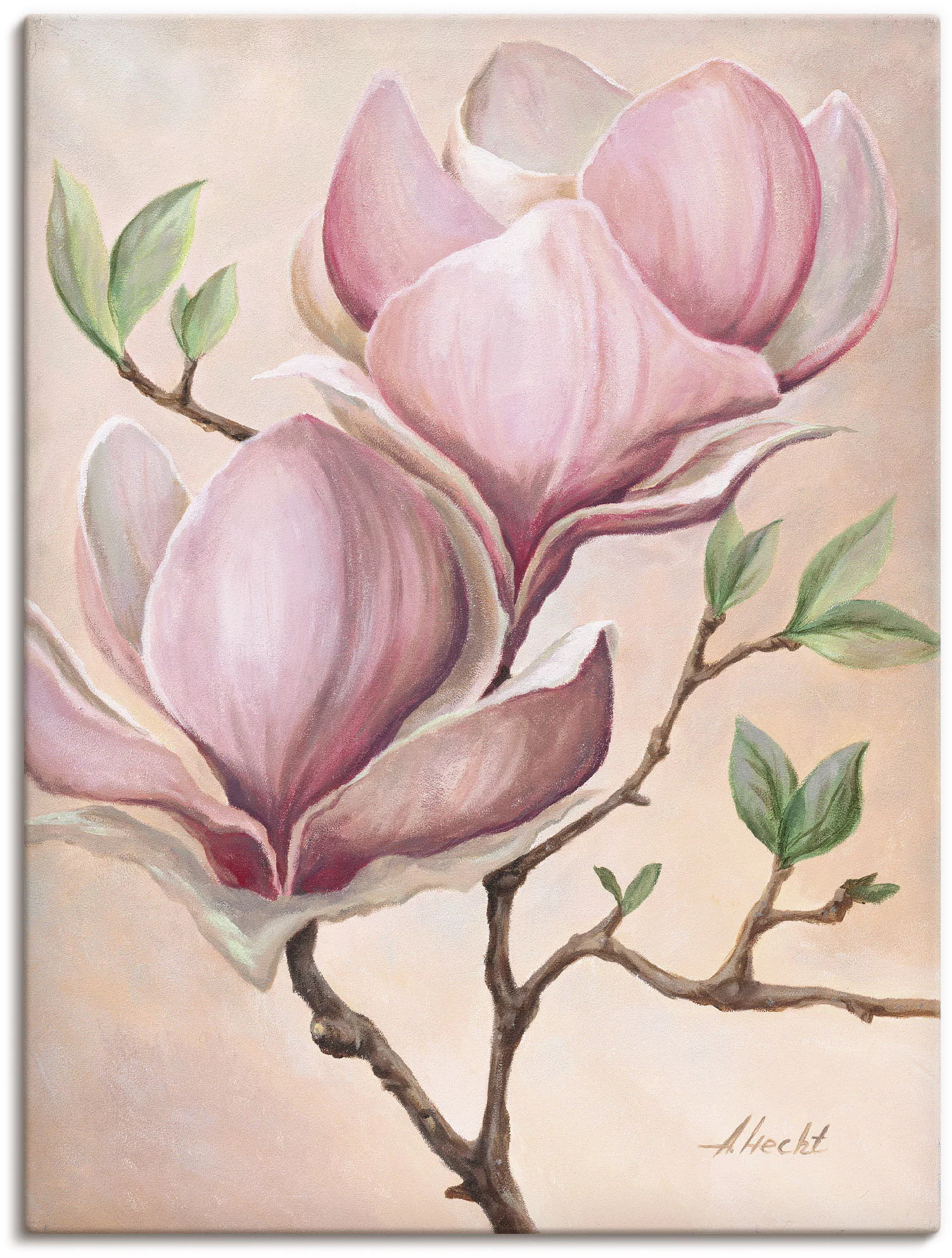 Artland Wandbild "Magnolienblüten", Blumen, (1 St.), als Leinwandbild, Post günstig online kaufen