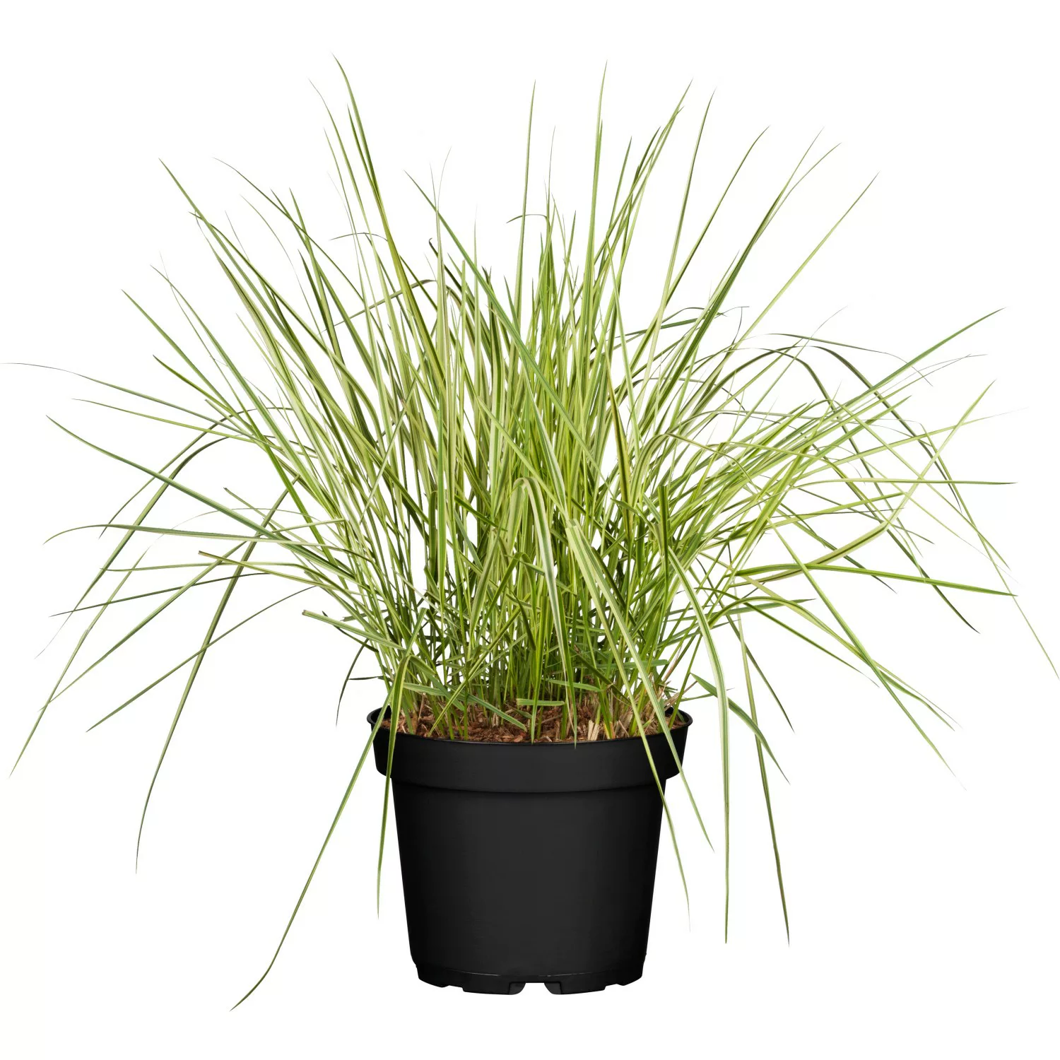 GROW by OBI Buntes Reitgras Overdam Topf-Ø ca. 19 cm Calamagrostis acutiflo günstig online kaufen