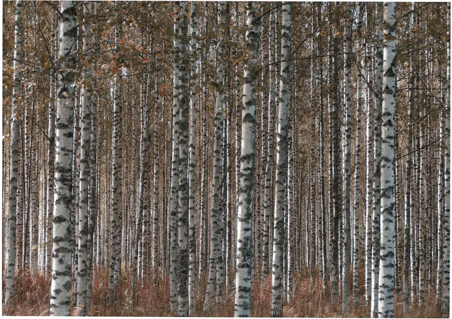 Art for the home Leinwandbild "Outdoor Birkenwald 50x70cm", (1 St.) günstig online kaufen