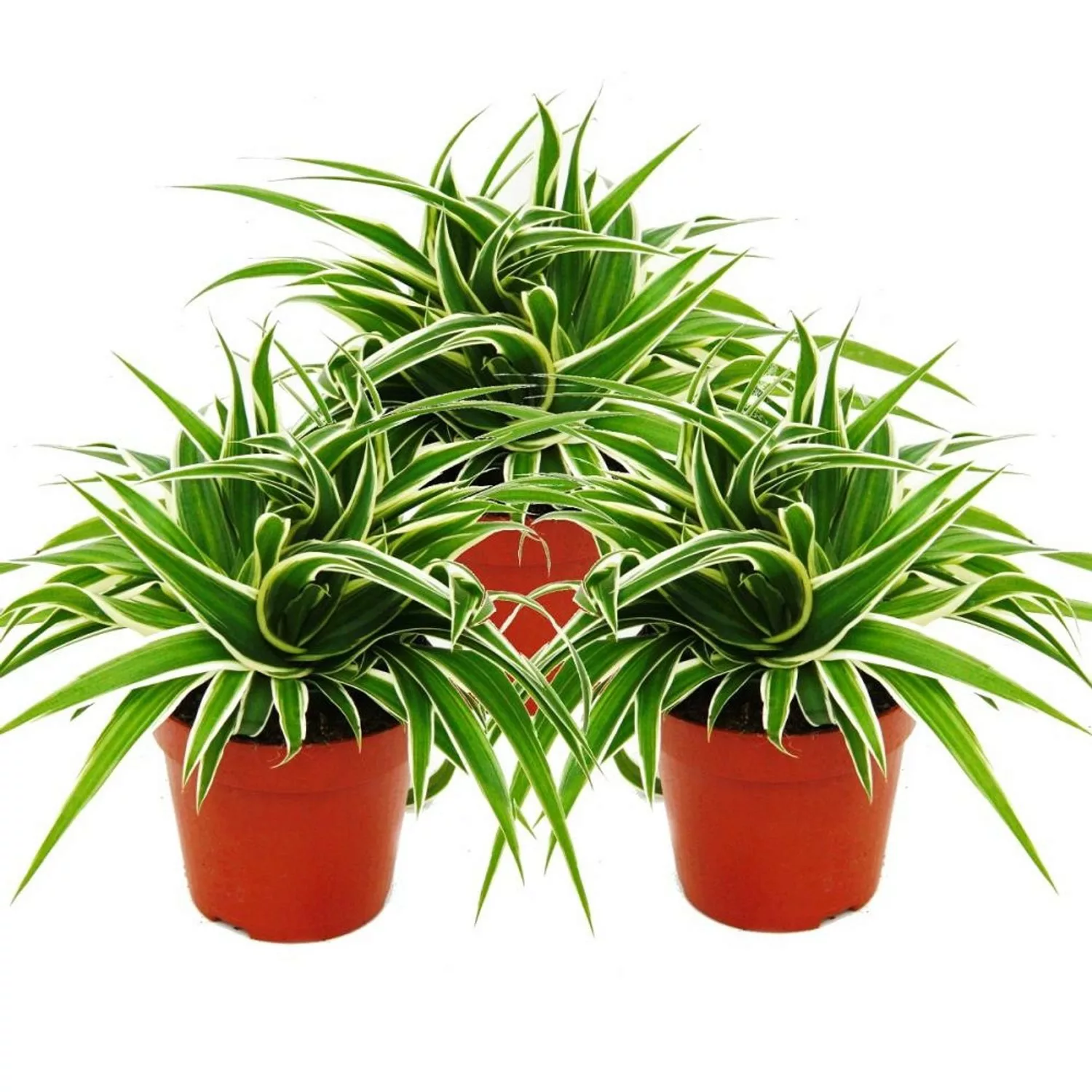 Exotenherz Chlorophytum 12cm 3er Set Grünlilie günstig online kaufen