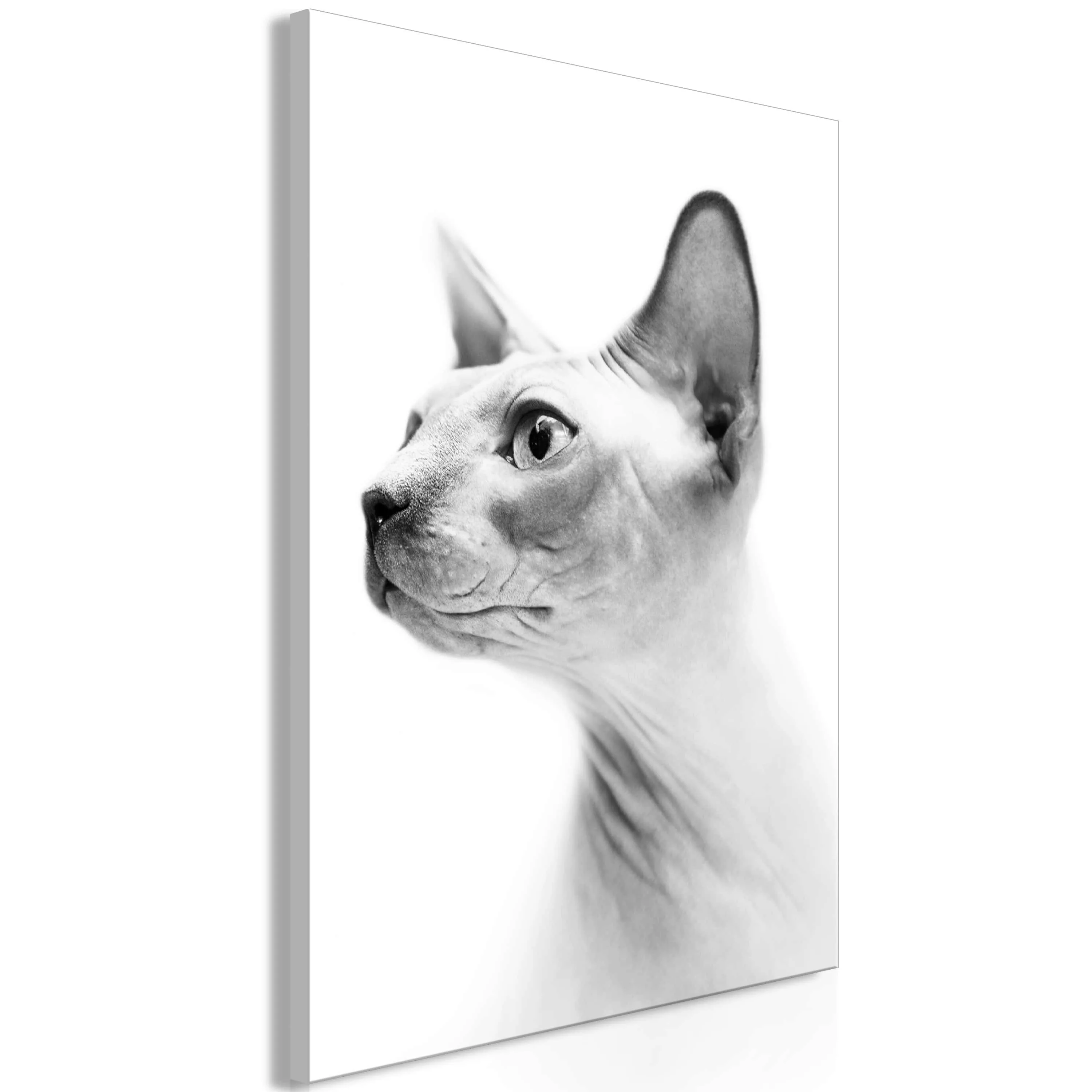 Wandbild - Hairless Cat (1 Part) Vertical günstig online kaufen