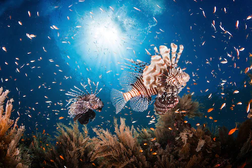 Papermoon Fototapete »Photo-Art BARATHIEU GABRIEL, LIONFISH« günstig online kaufen