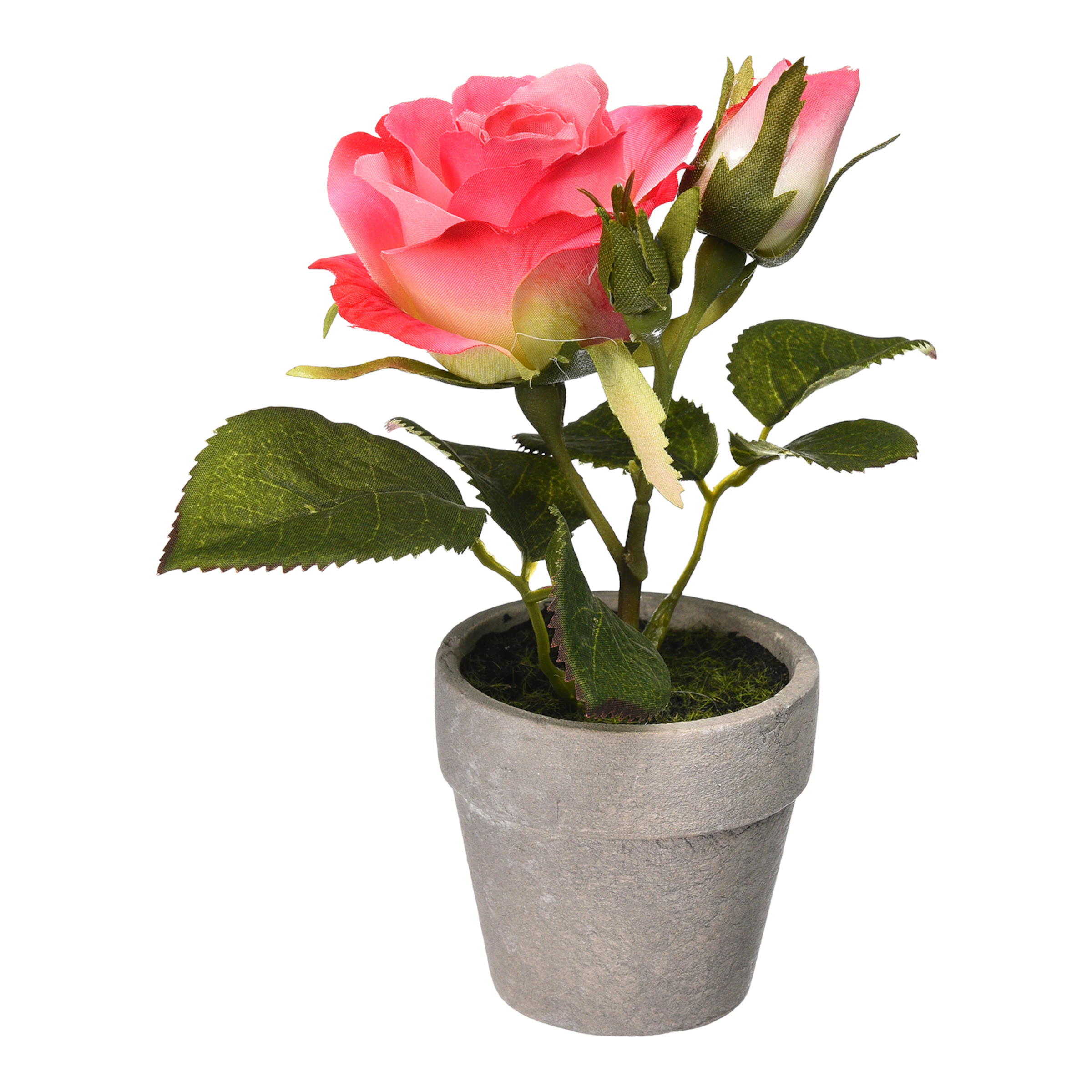 ROSE im Topf ca.16cm, rosa günstig online kaufen