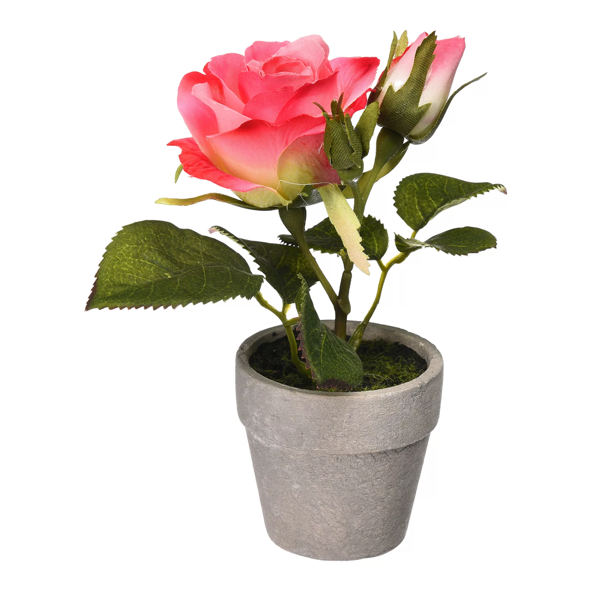ROSE im Topf ca.16cm, rosa günstig online kaufen