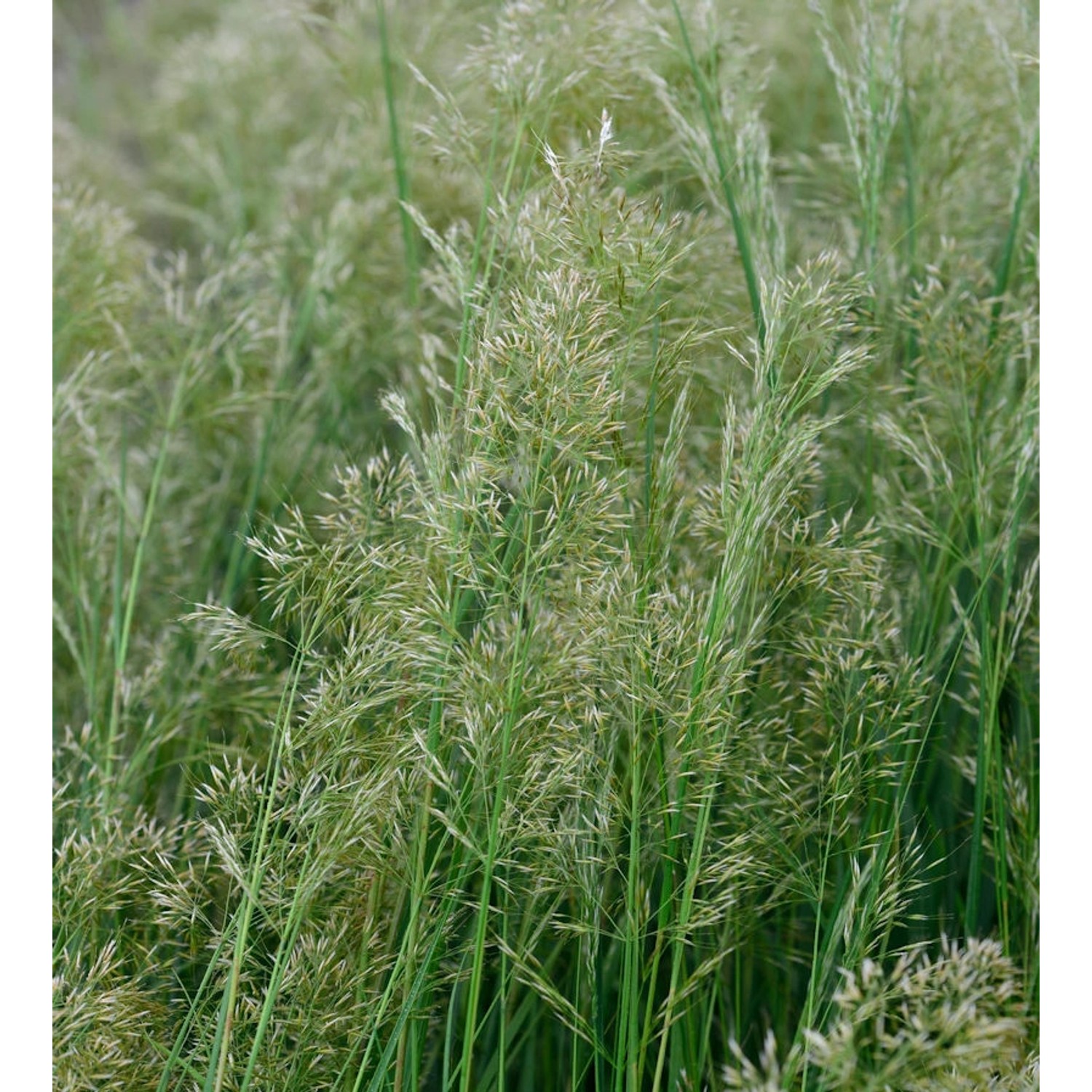 Reitgras Avalanche - großer Topf - Calamagrostis acutiflora günstig online kaufen