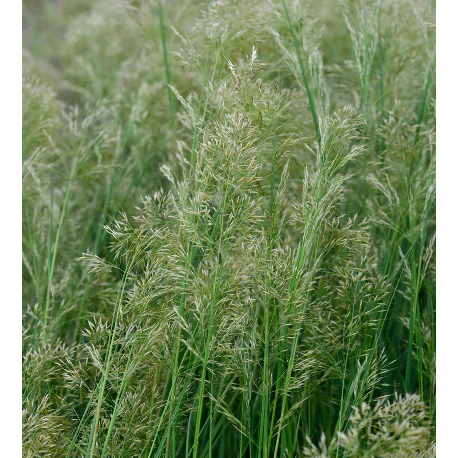 Reitgras Avalanche - Calamagrostis acutiflora günstig online kaufen