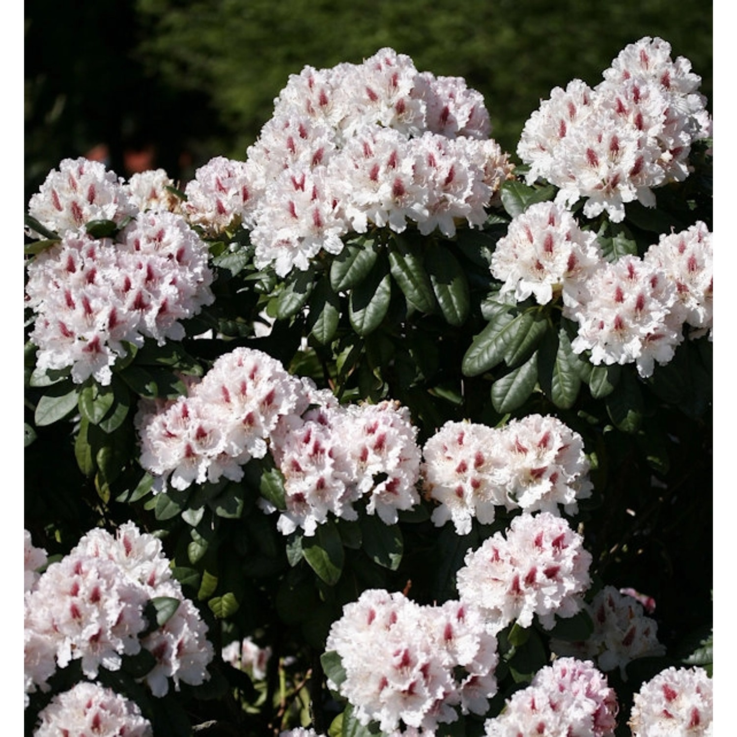 Großblumige Rhododendron Le Progress 30-40cm - Alpenrose günstig online kaufen