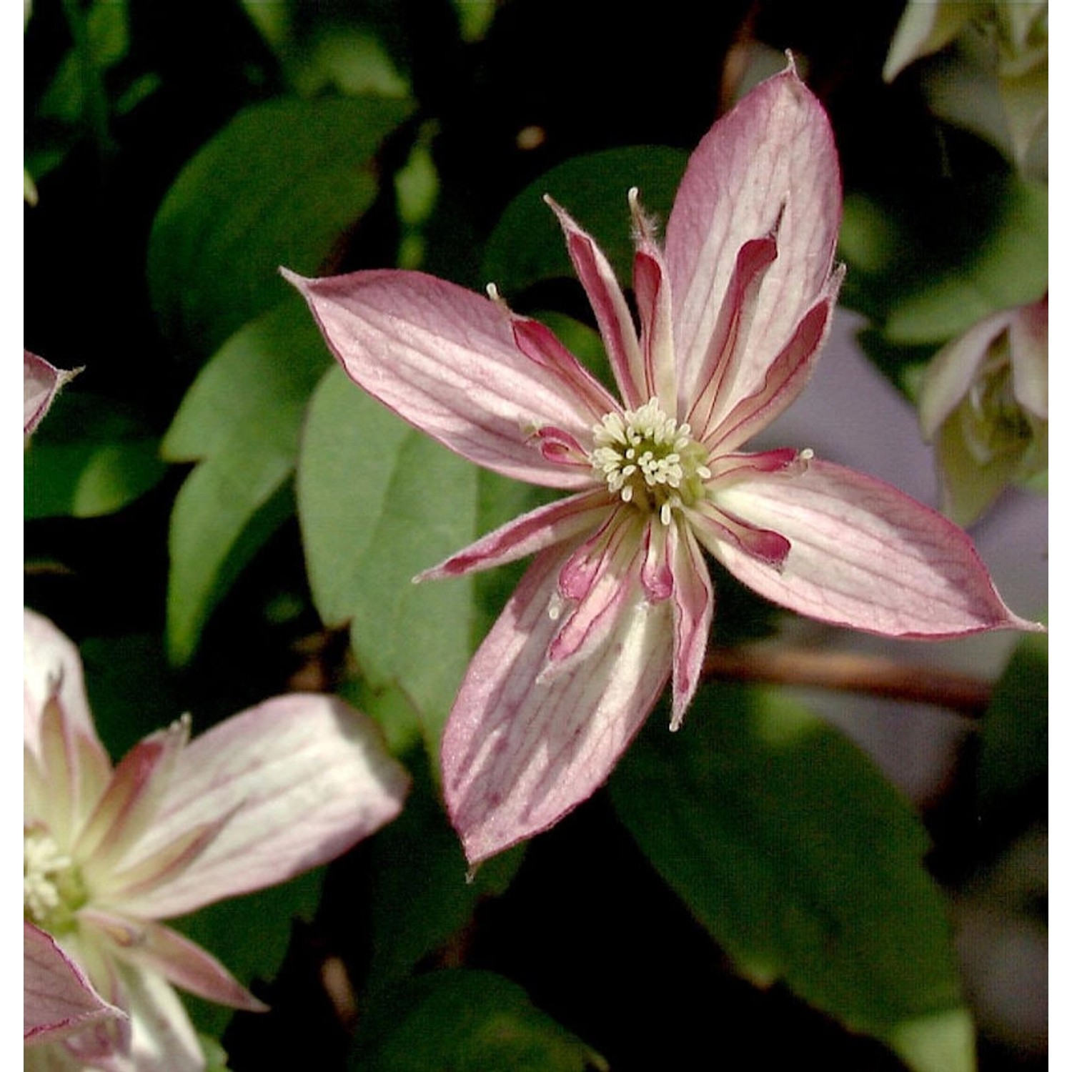 Berg Waldrebe Majorie 60-80cm - Clematis montana günstig online kaufen