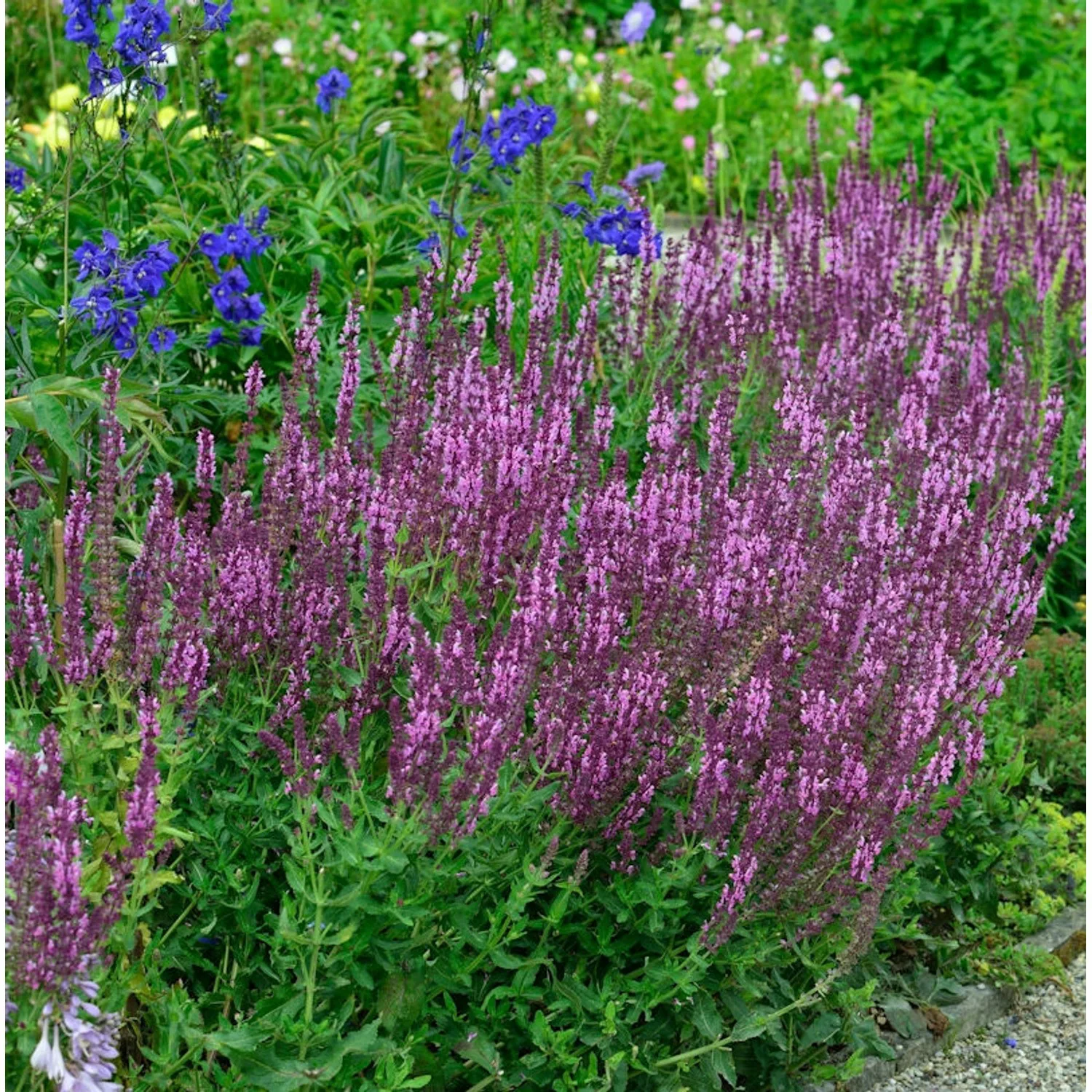 Salbei Pink Friesland - Salvia nemorosa günstig online kaufen