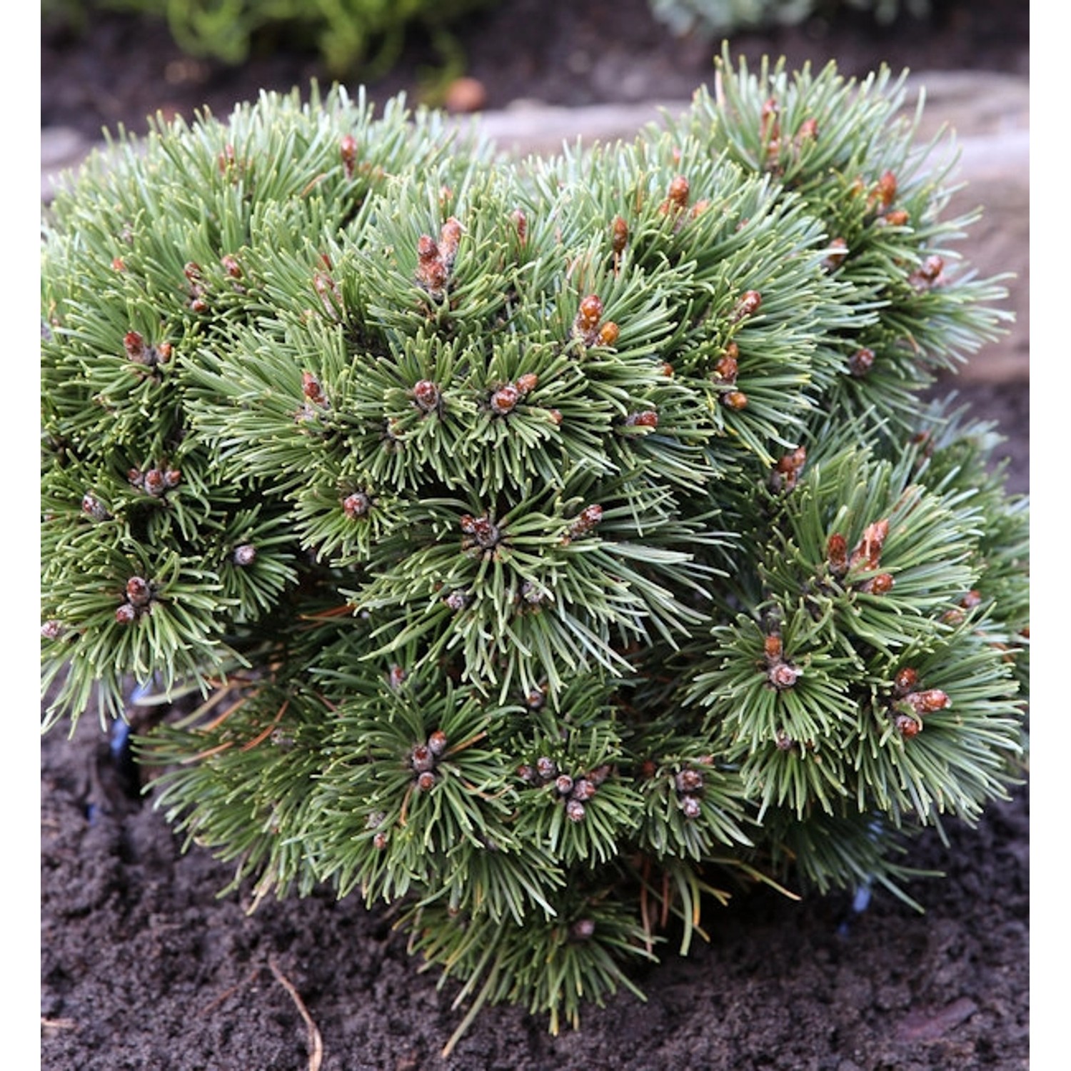 Zwerg Kugel Kiefer Heideperle 25-30cm - Pinus uncinata günstig online kaufen