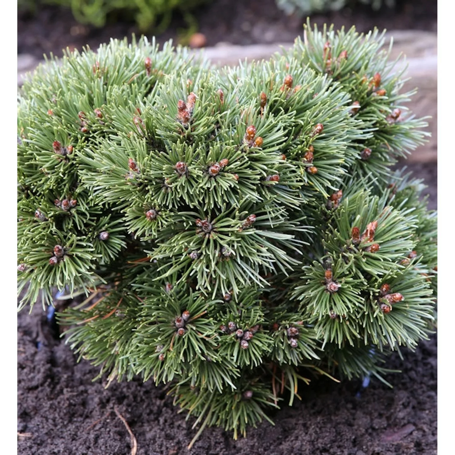 Zwerg Kugel Kiefer Heideperle 25-30cm - Pinus uncinata günstig online kaufen