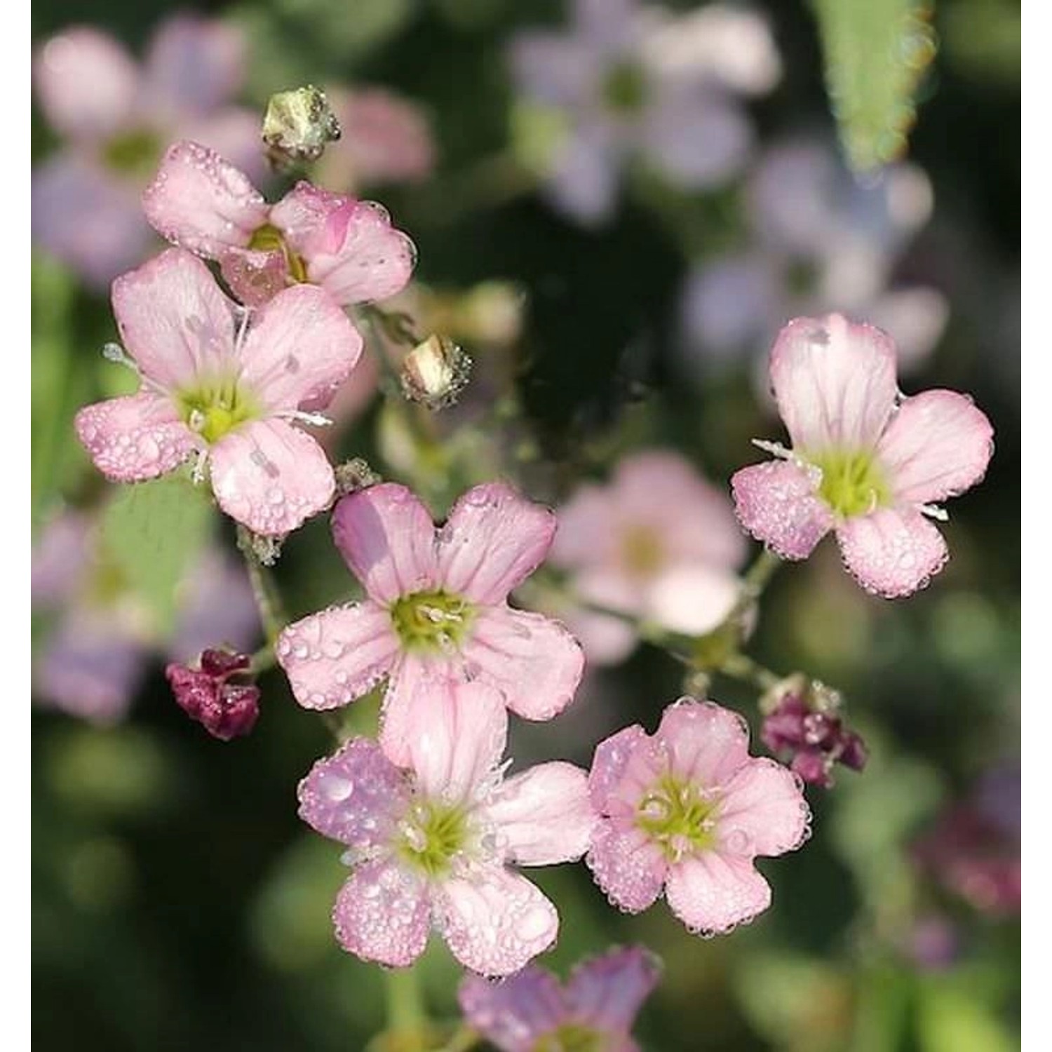 Teppich Schleierkraut Filou Rose - Gypsophila repens günstig online kaufen